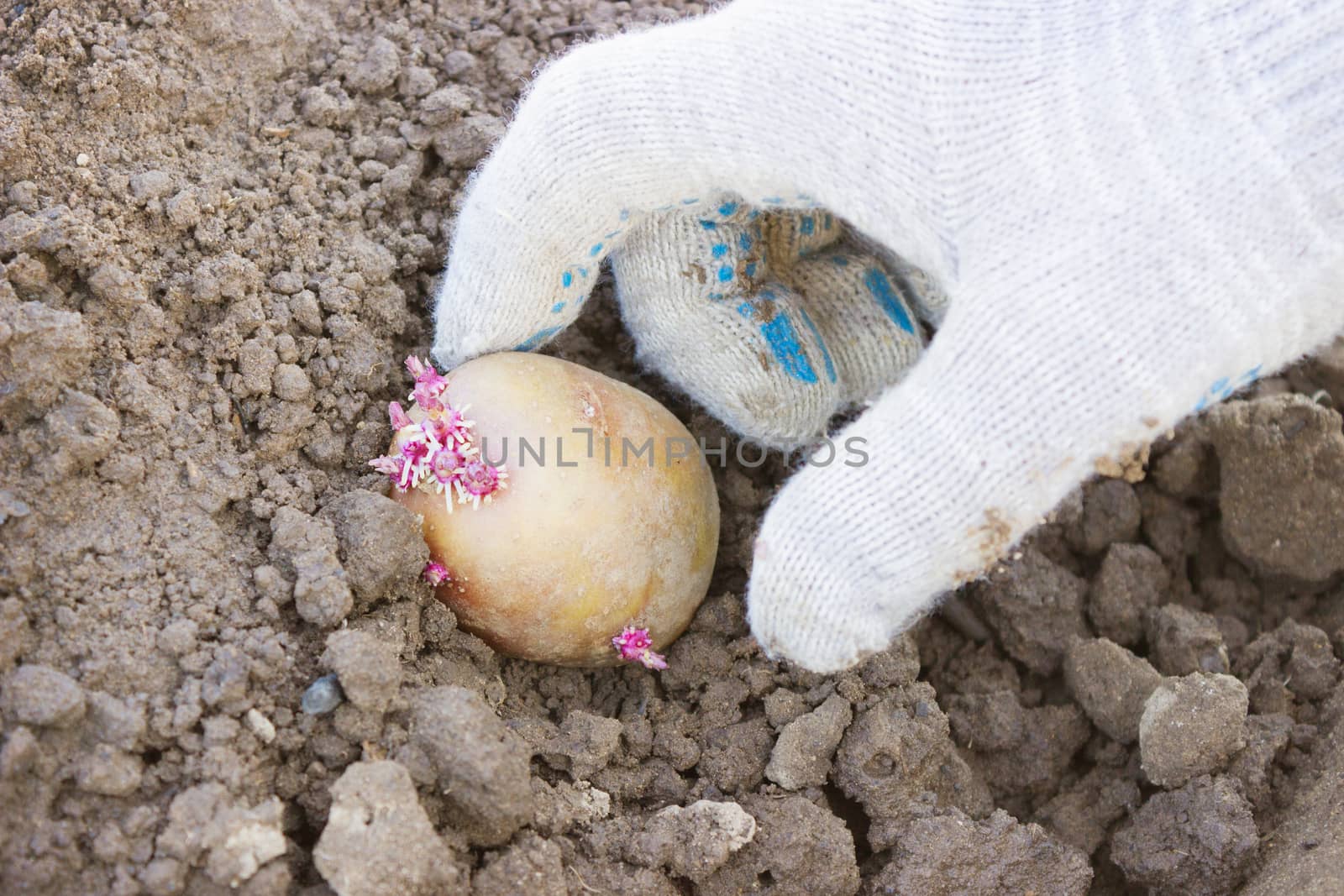 Hand farmer, plant potatoes in the ground sprouts in spring