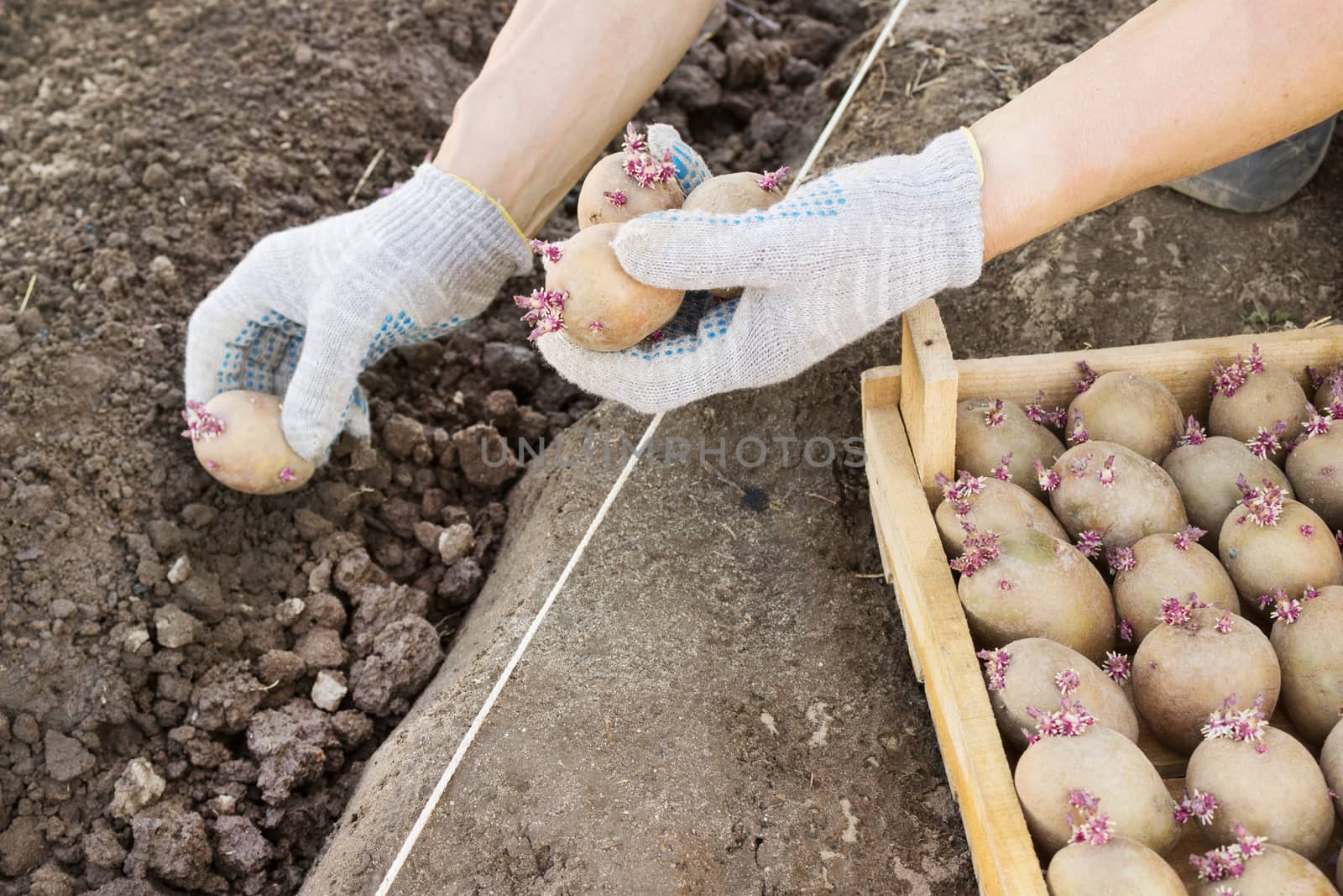 Jarovize and  planting potatoes  manually in your garden spring