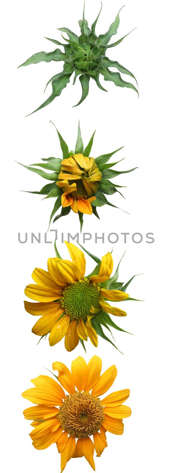 Stages of growth - Sunflower on white background