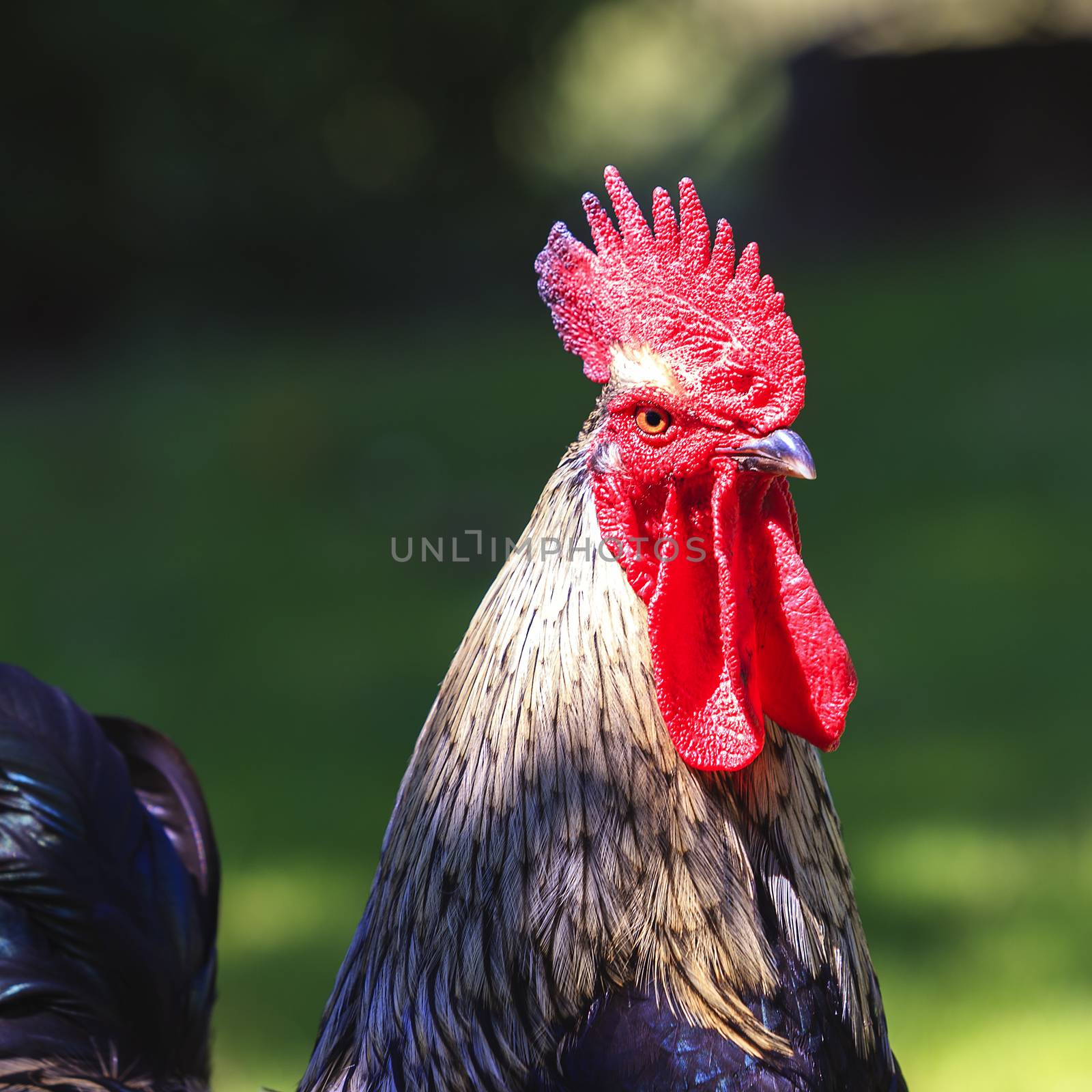 Portrait of cock in the sunlight