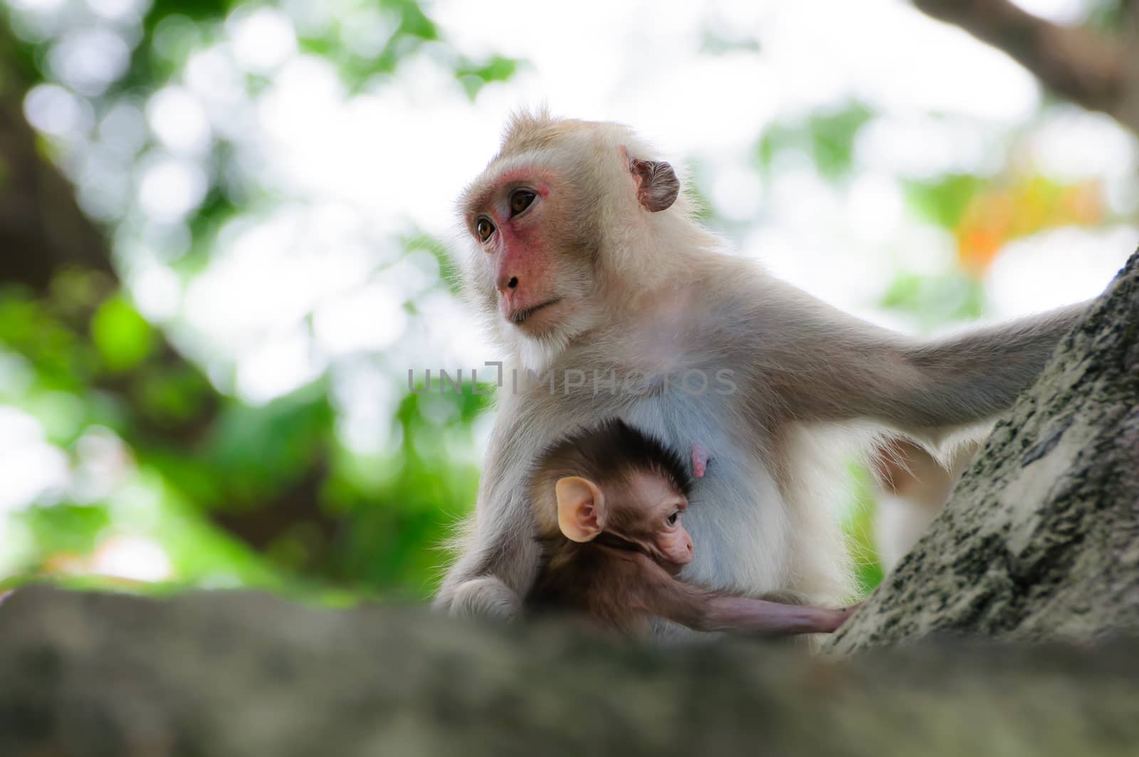 Monkey on a tree
Loving mother and daughter