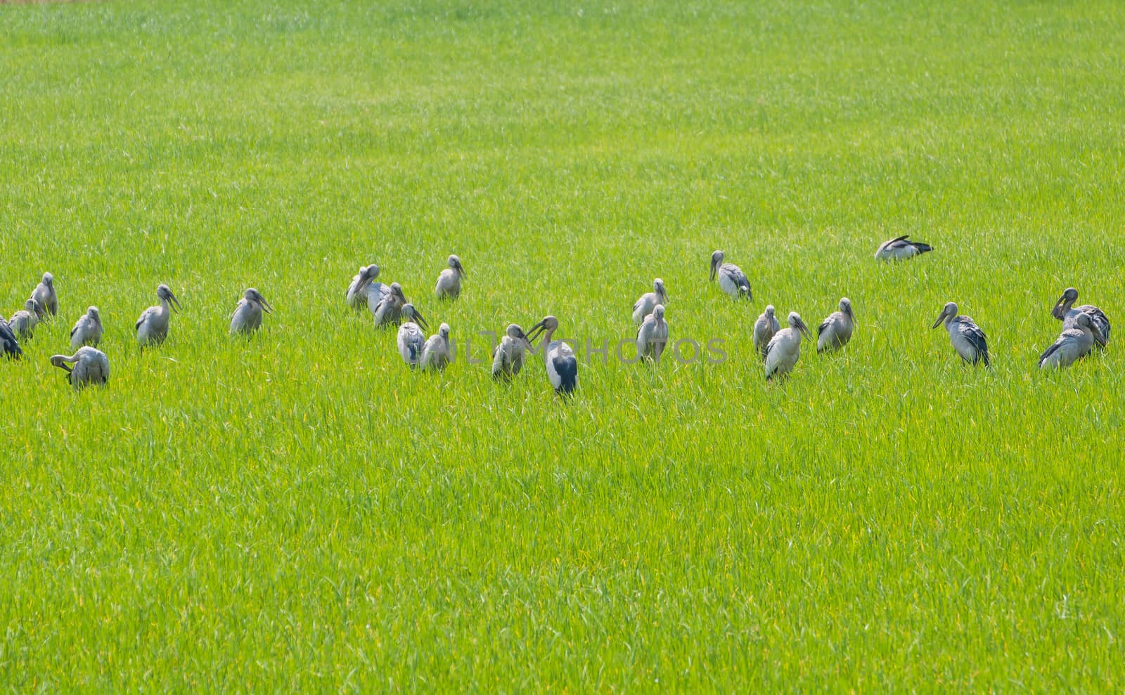 The Egret in green Cornfield, of Thailand