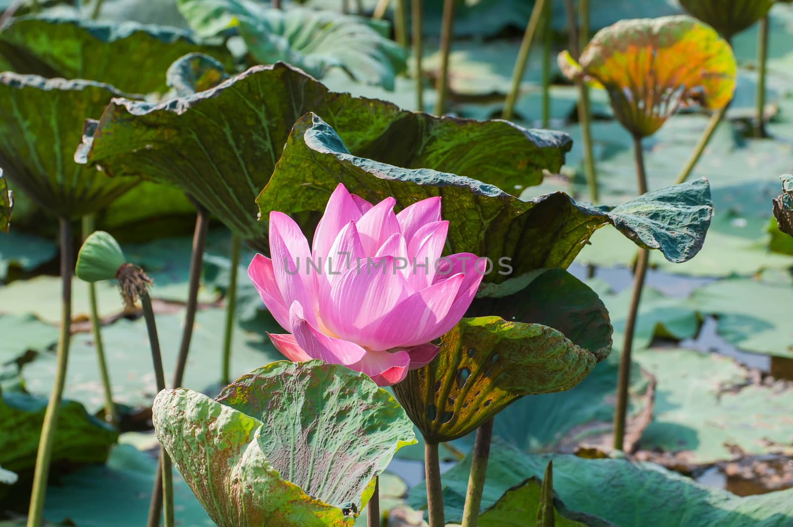 Pink lotus blossoms on pond  by Sorapop