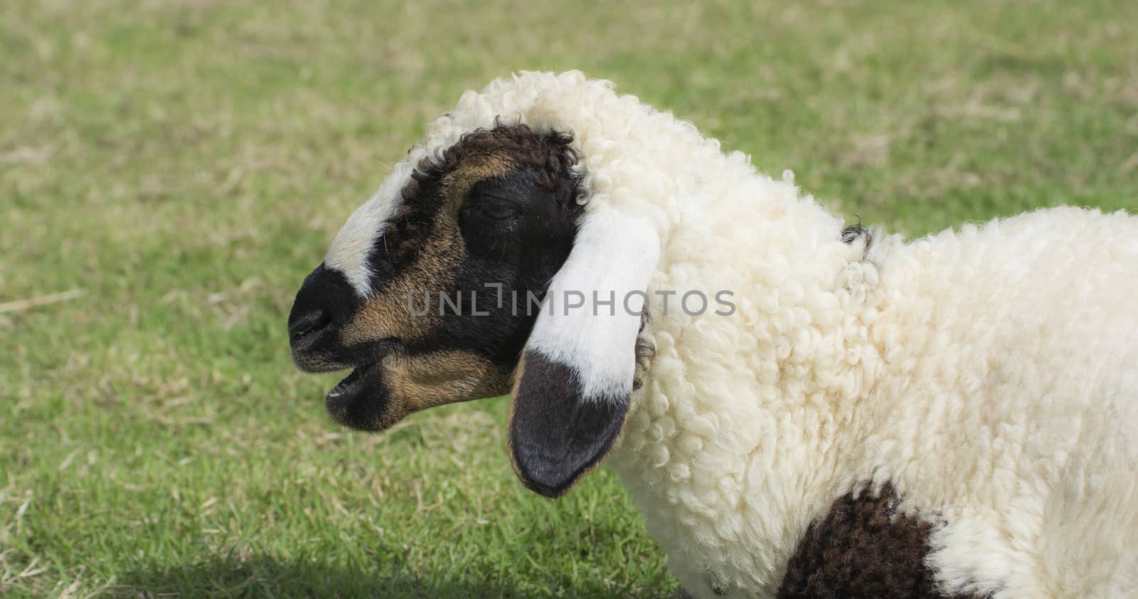 Sheep Farm by Sorapop