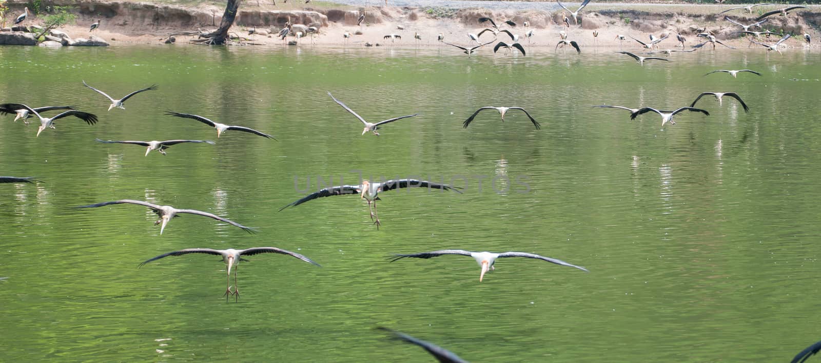 Masses Kabbaw bird during fly cross lagoon