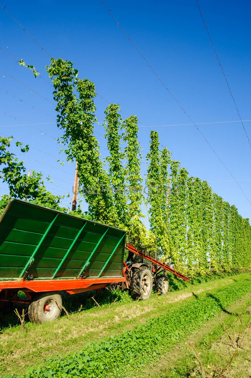 Harvester on a Hop Field by tepic
