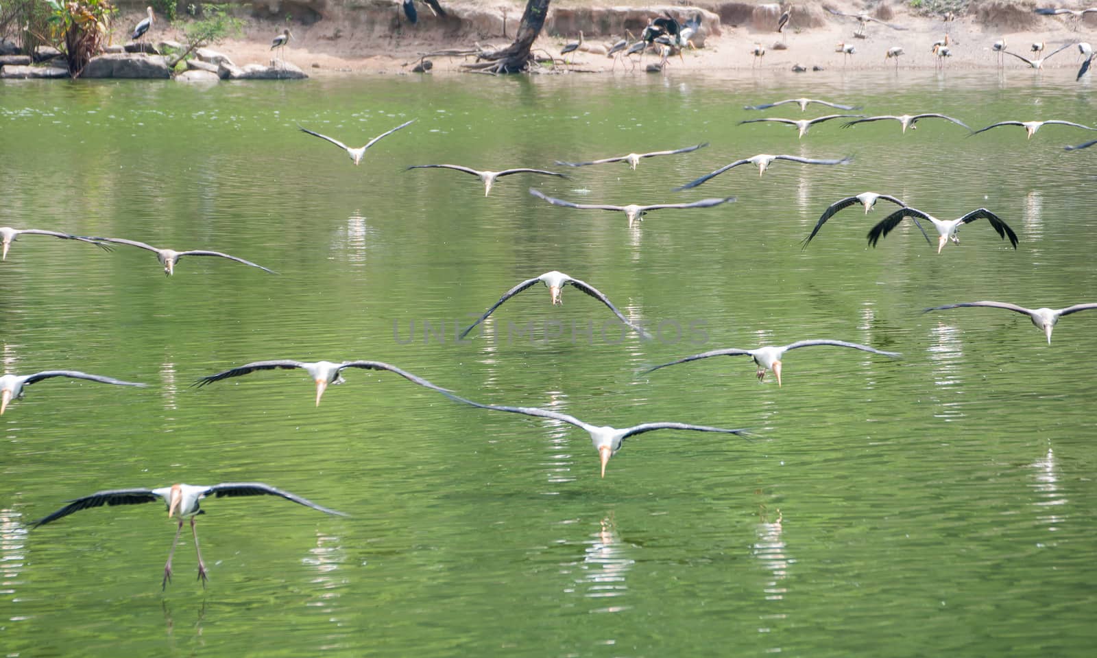 Masses Kabbaw bird during fly cross lagoon