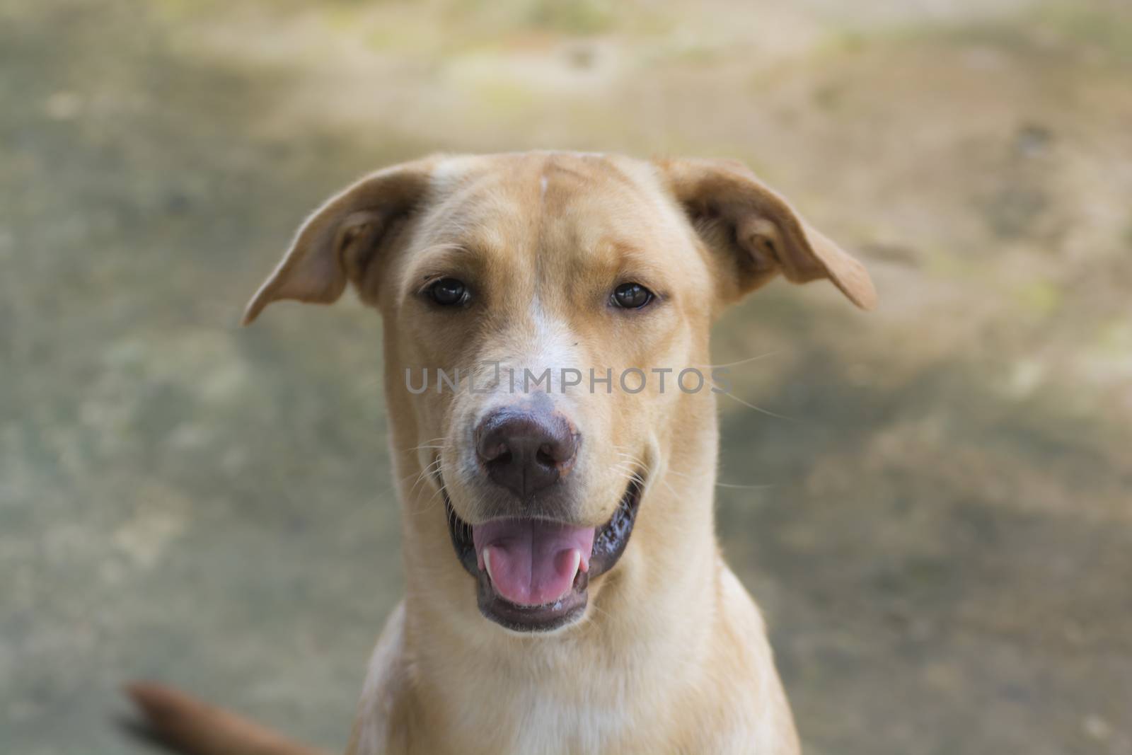 Clever golden dog brown color and Intelligent