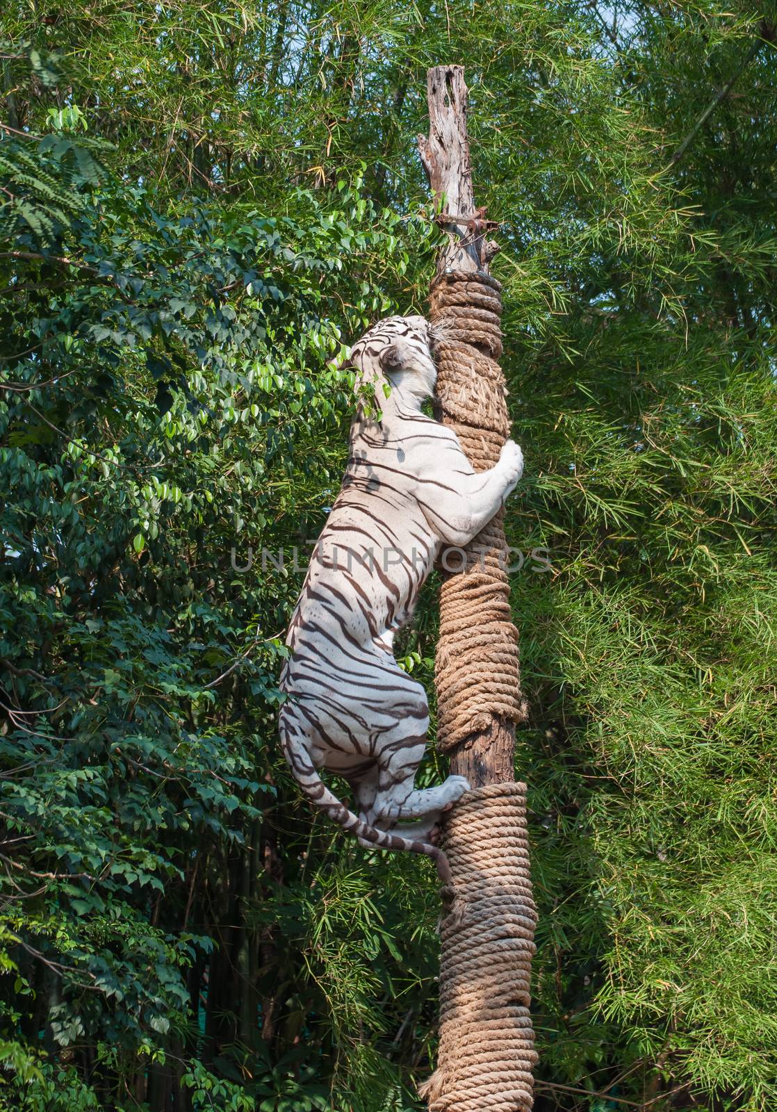 White tiger climbing trees show of Thailand