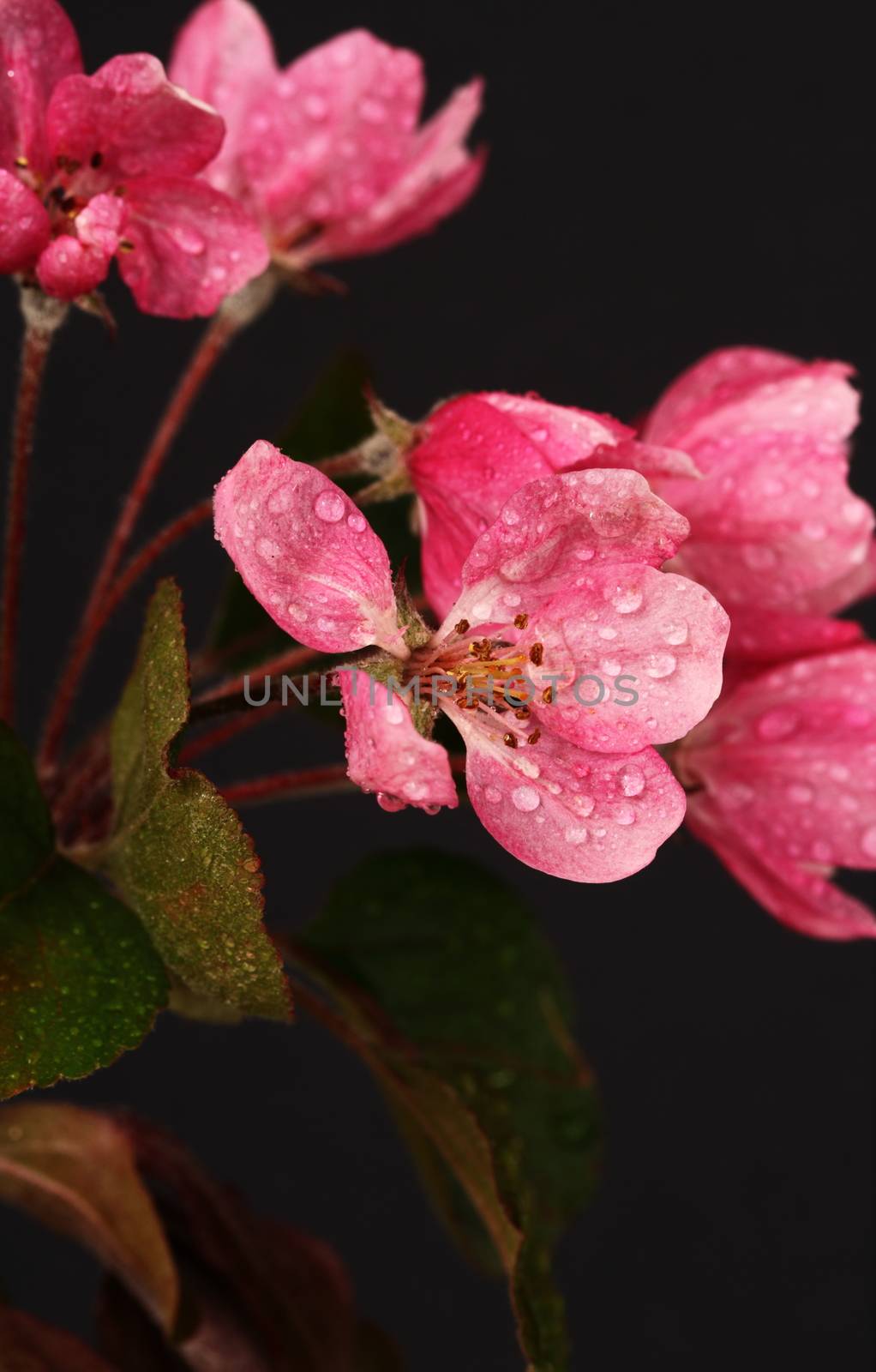 Crab apple blossom by mitzy