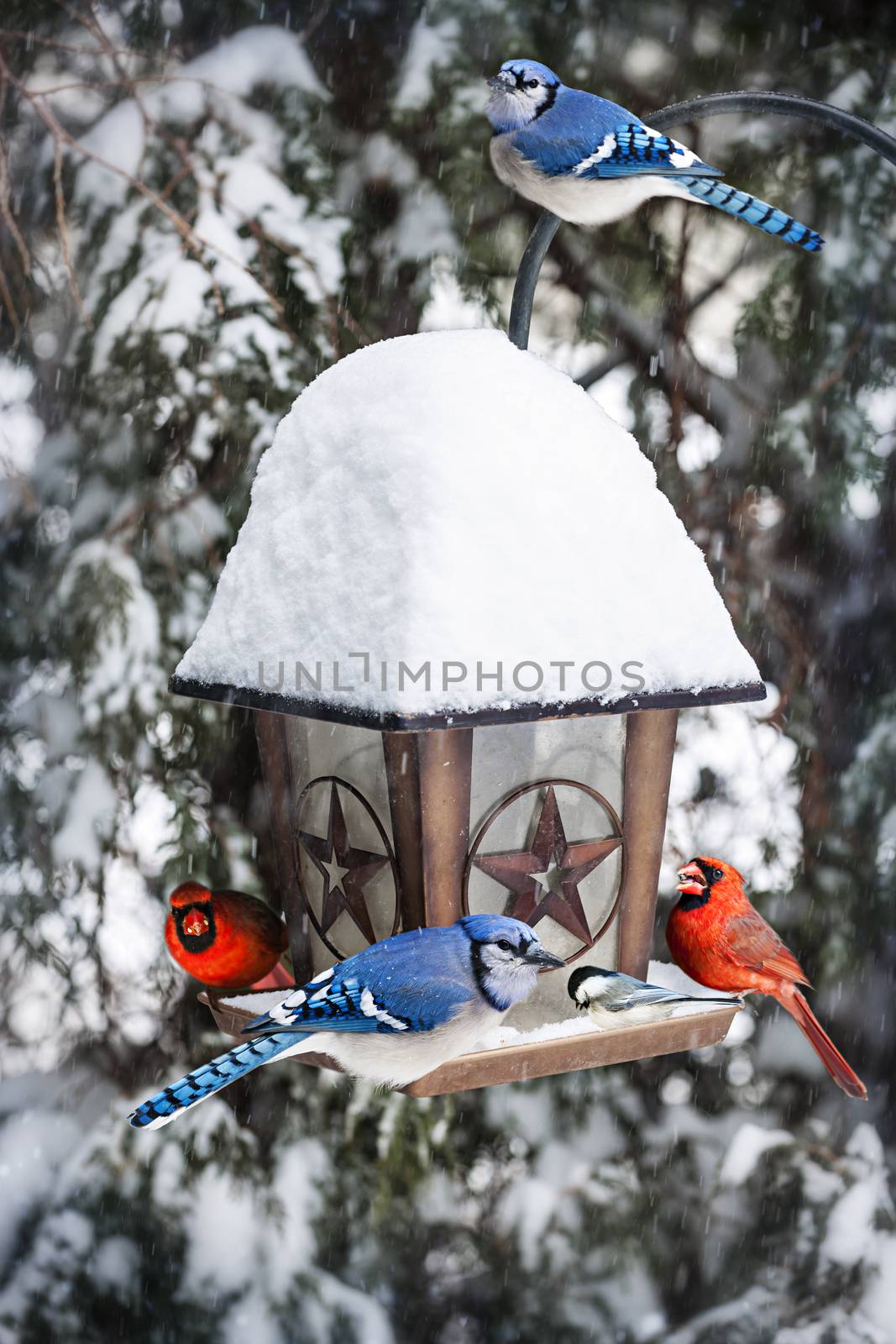 Birds on bird feeder in winter by elenathewise