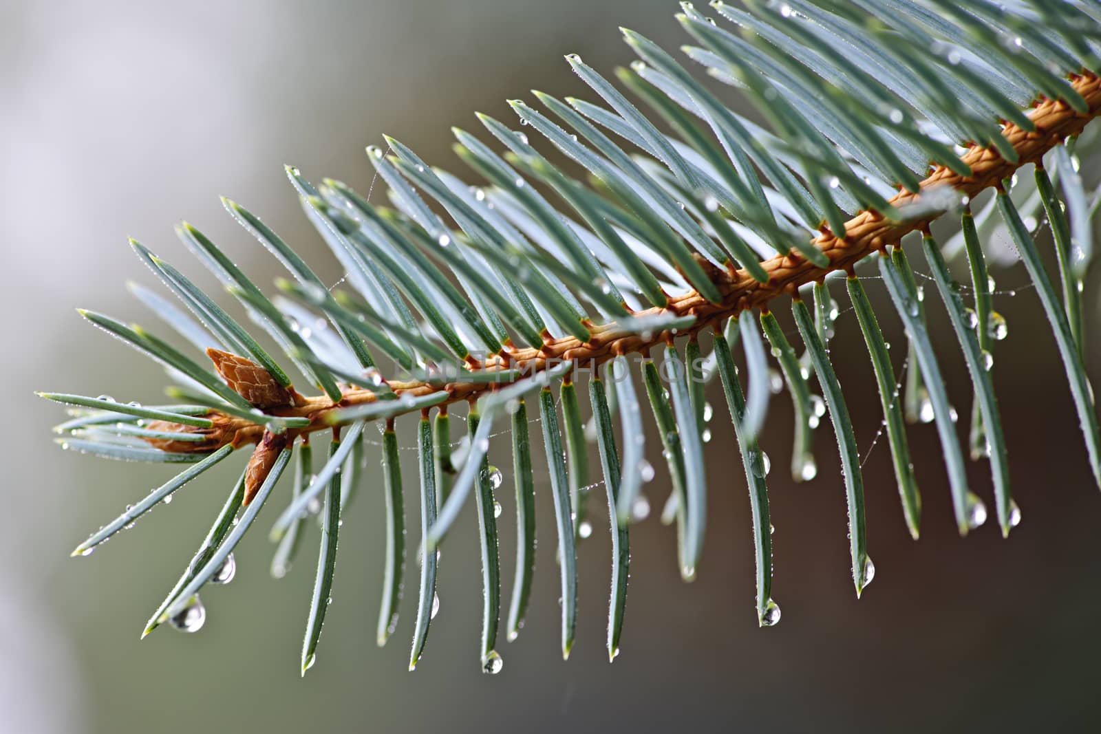 Closeup of blue spruce tree branch with needles and dew drops