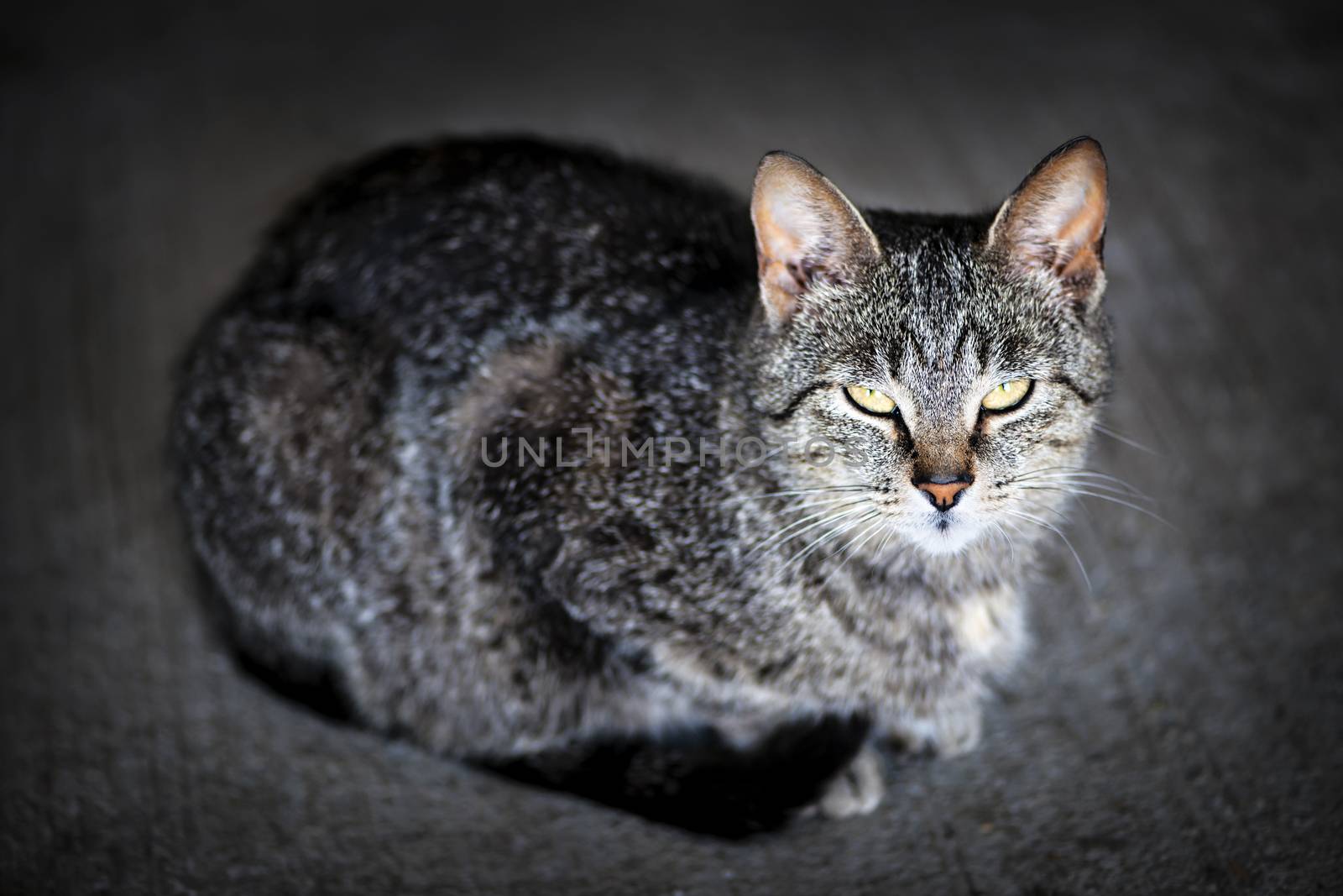 Grey cat portrait by elenathewise