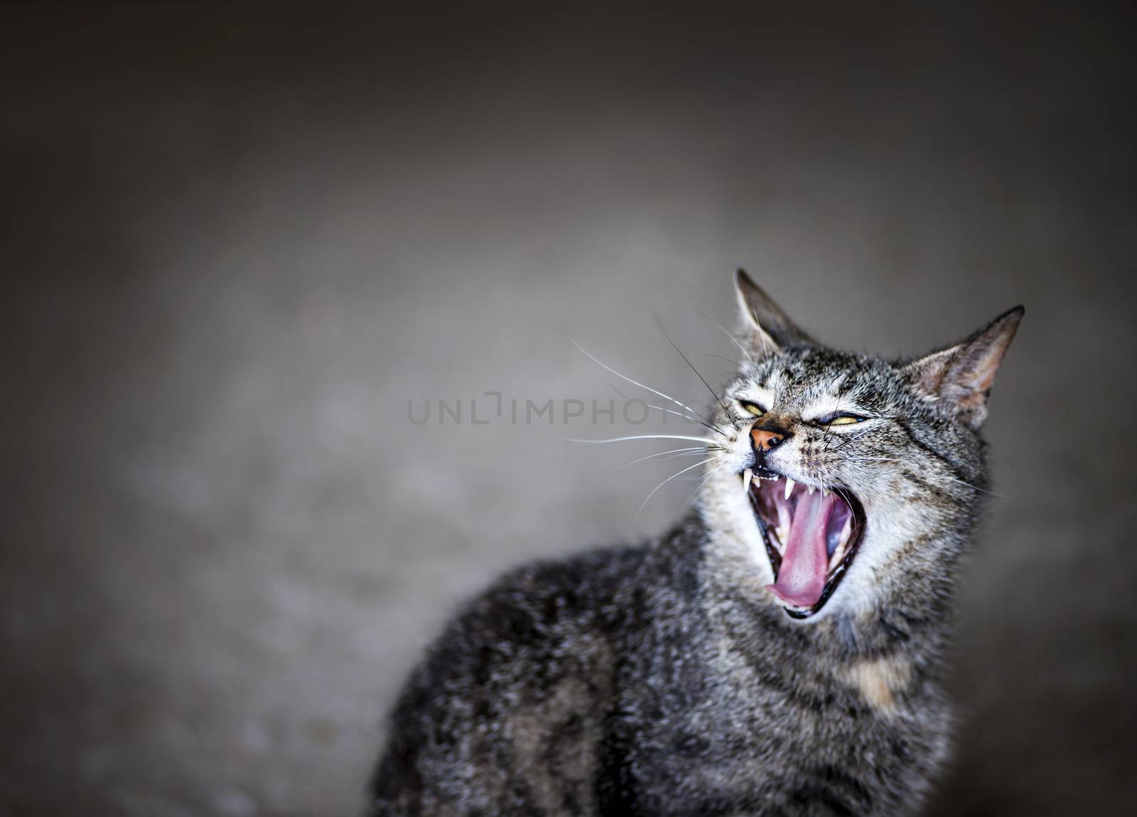 Yawning cat by elenathewise