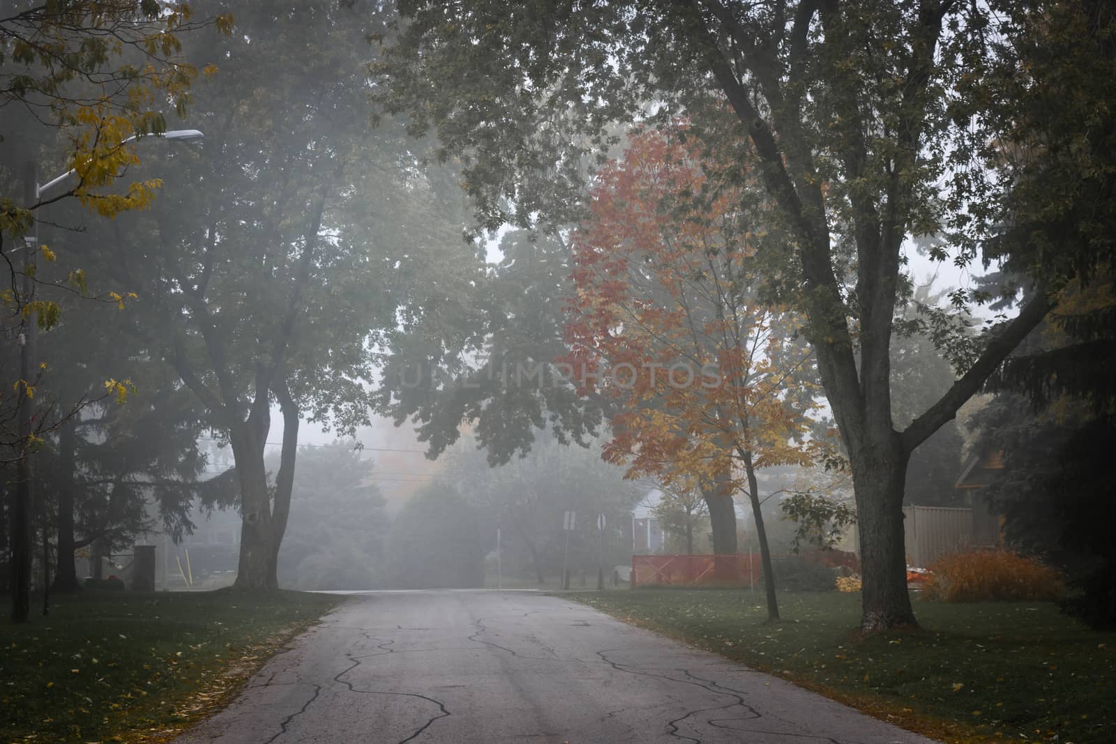 Fall road with trees in fog by elenathewise