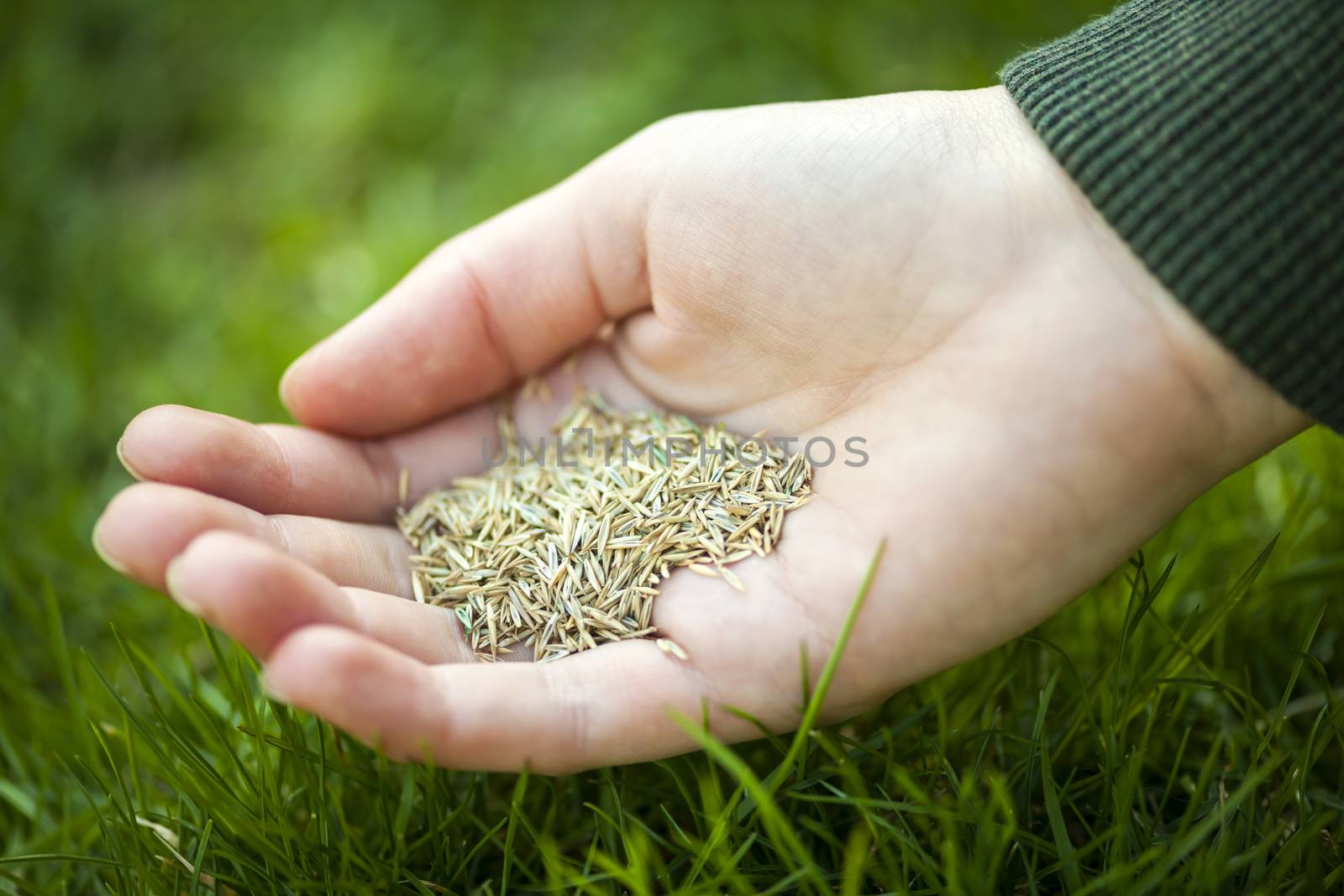 Hand holding grass seed by elenathewise