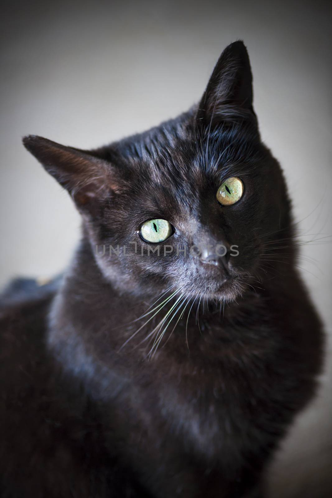 Black cat portrait by elenathewise