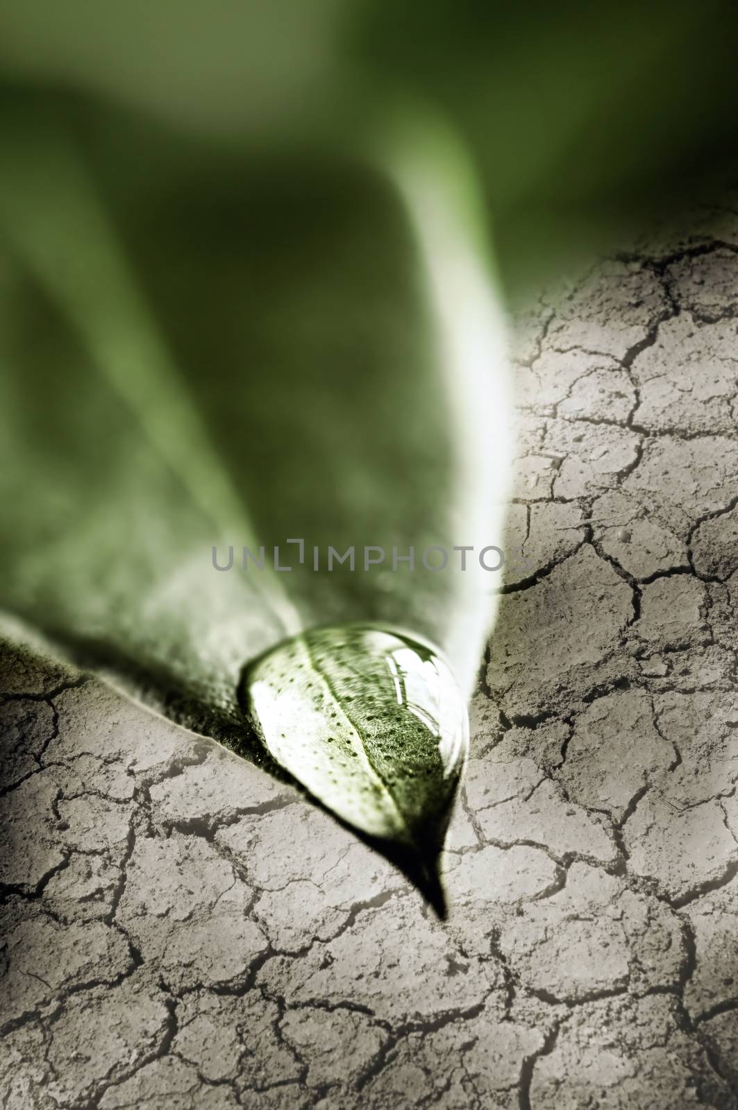 Fresh water drop on tip of green leaf above dry cracked soil