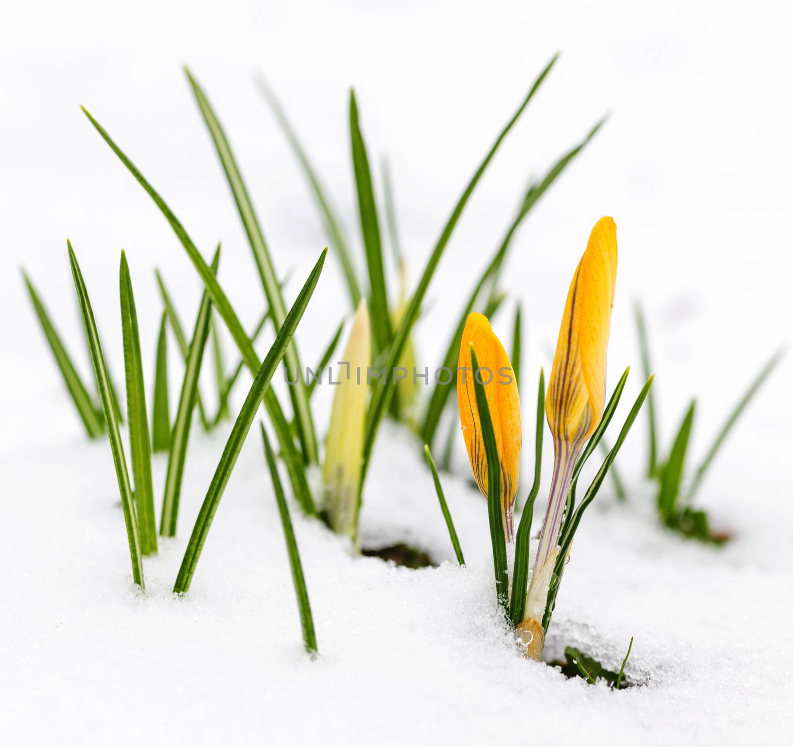 Yellow crocus flowers growing in snow during spring