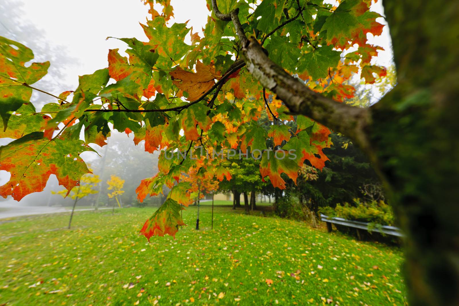 Maple tree branch with changing leaves on foggy autumn day