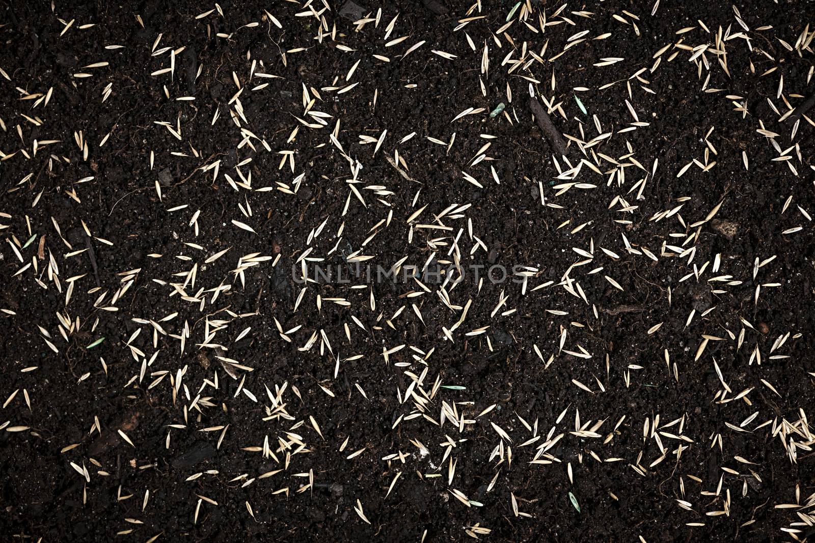 Grass seeds in soil by elenathewise