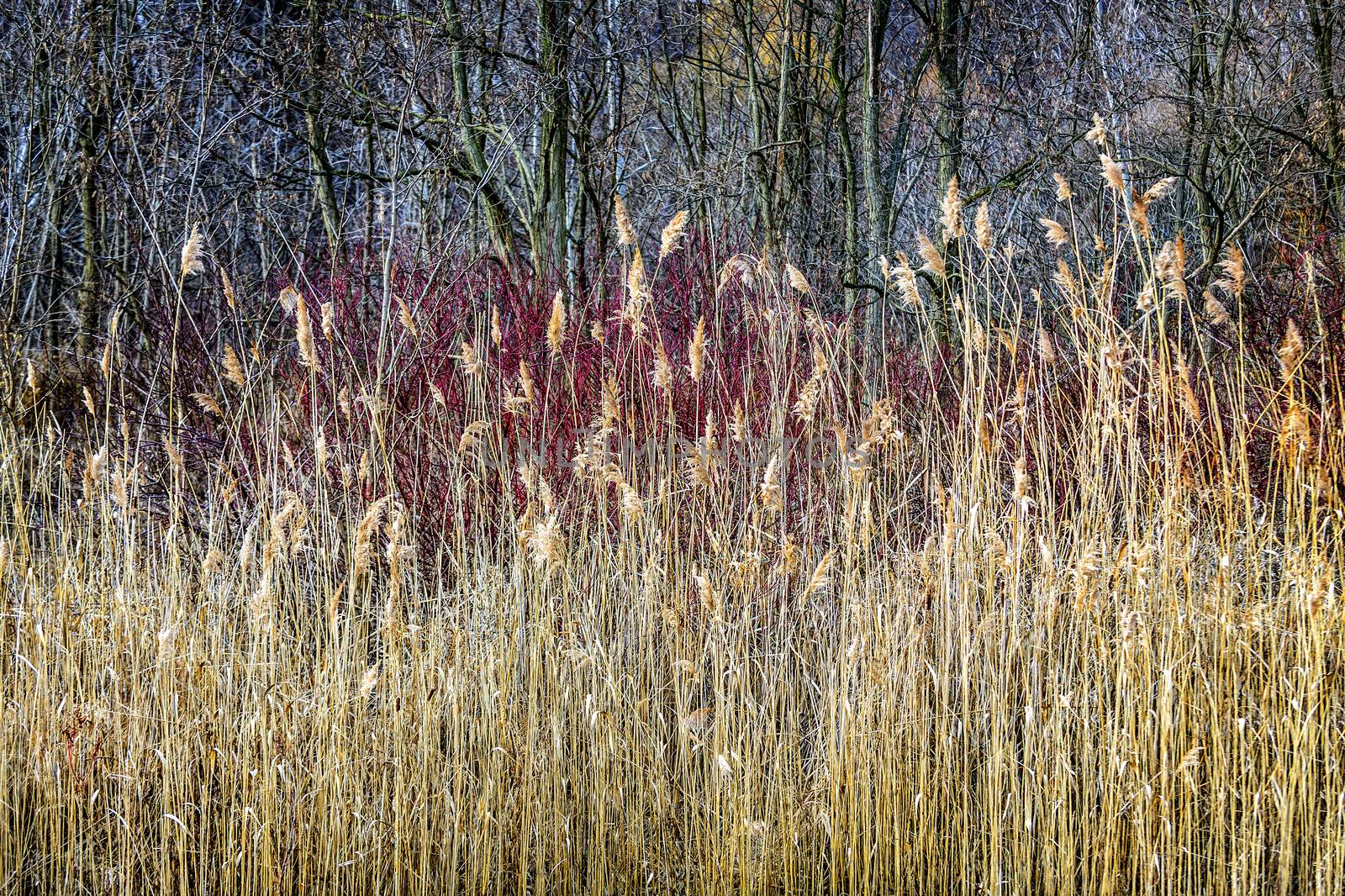 Winter reeds and forest at Scarborough Bluffs in Toronto, Canada.