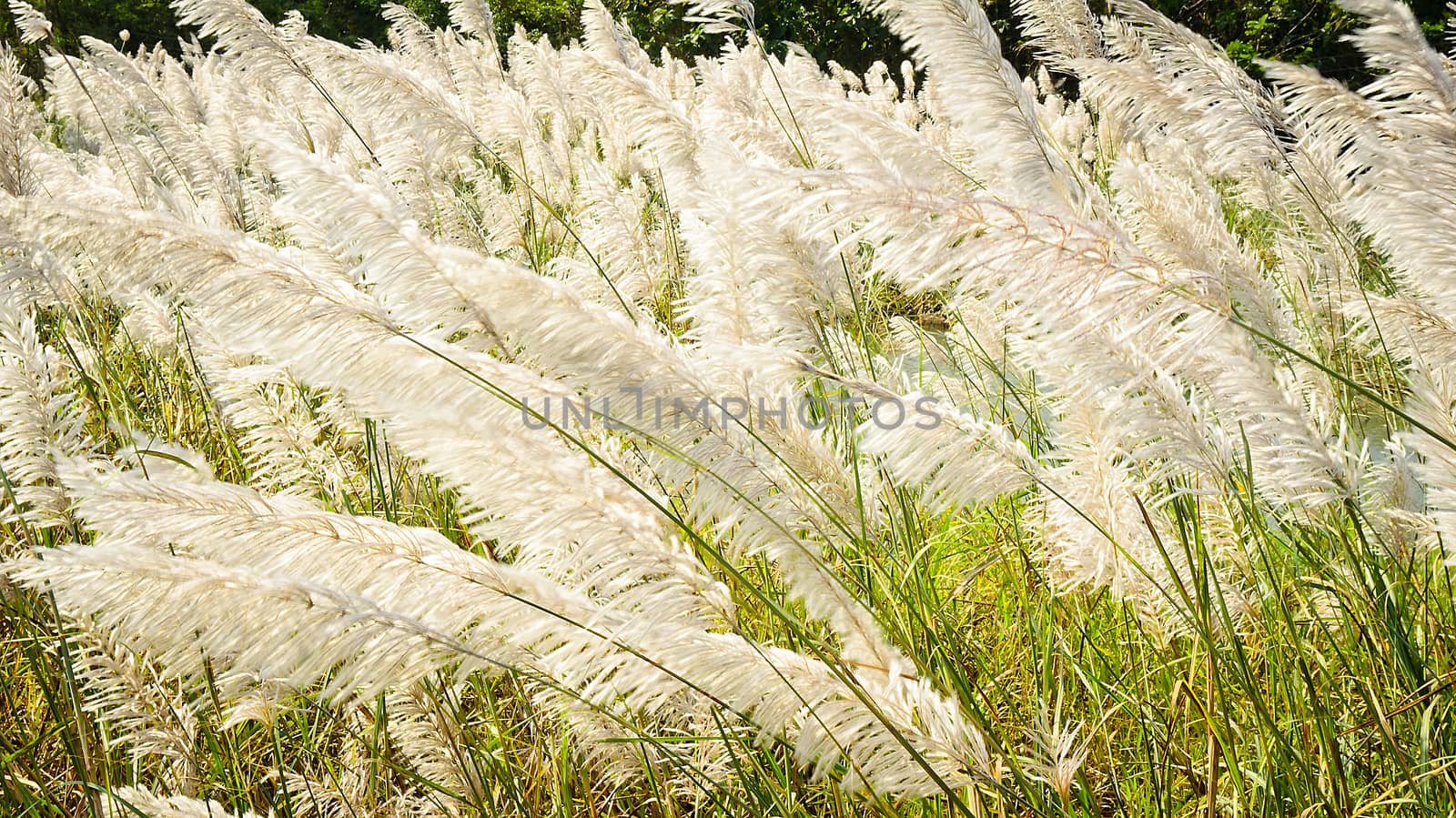 Flower of Grass in Windy by kobfujar