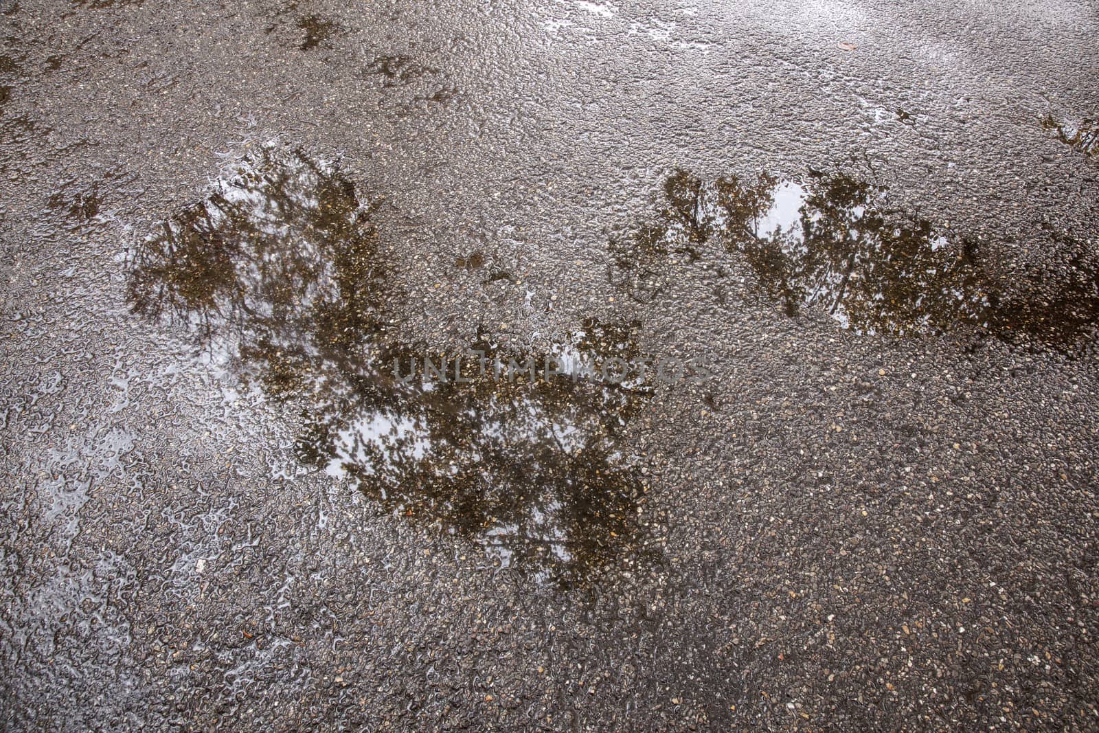 reflections of trees in wet asphalt