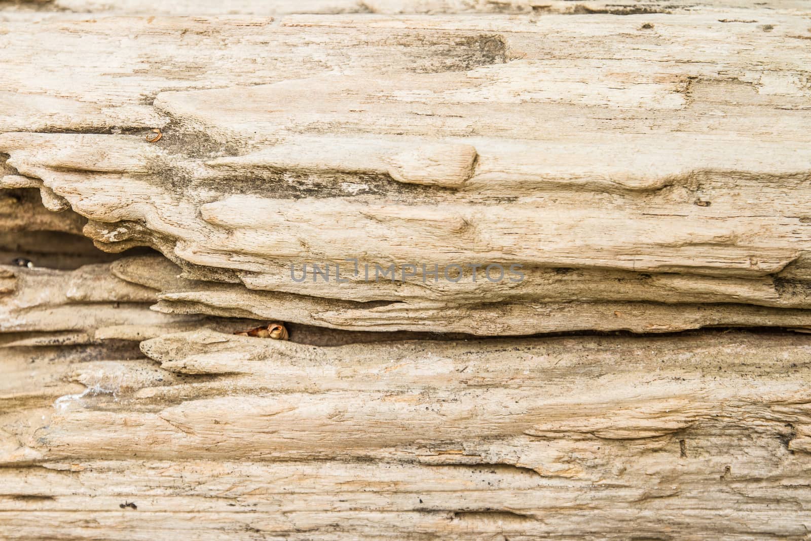 Close up view of brown log wood texture background