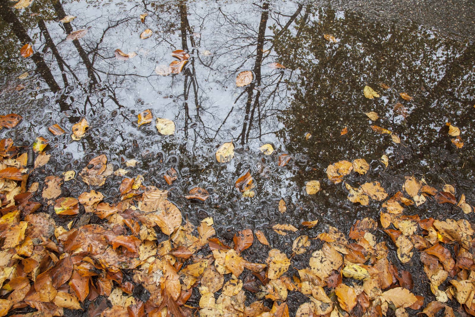 reflection in puddle and leaves of beech tree