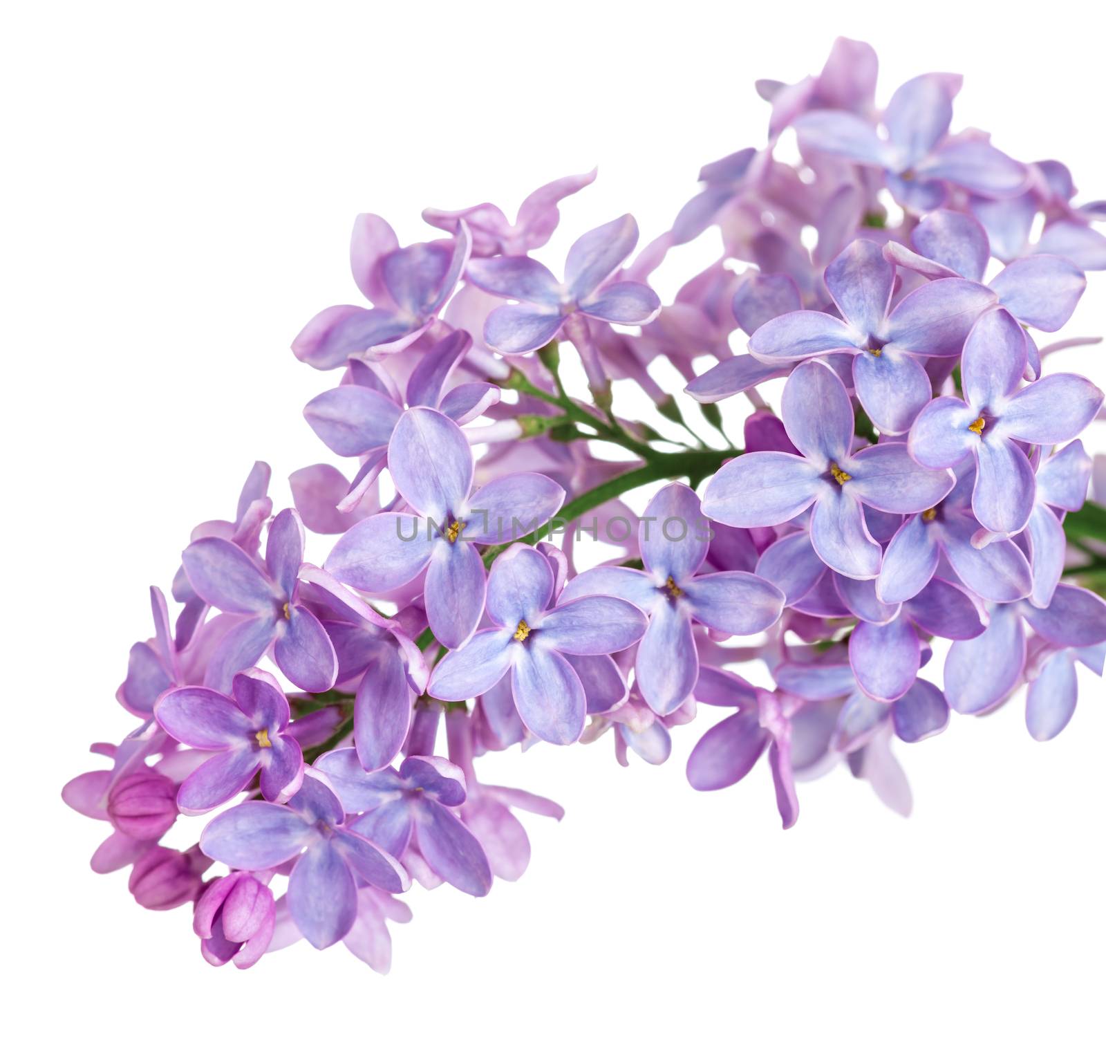 Lilac flower isolated on white background. Syringa vulgaris 