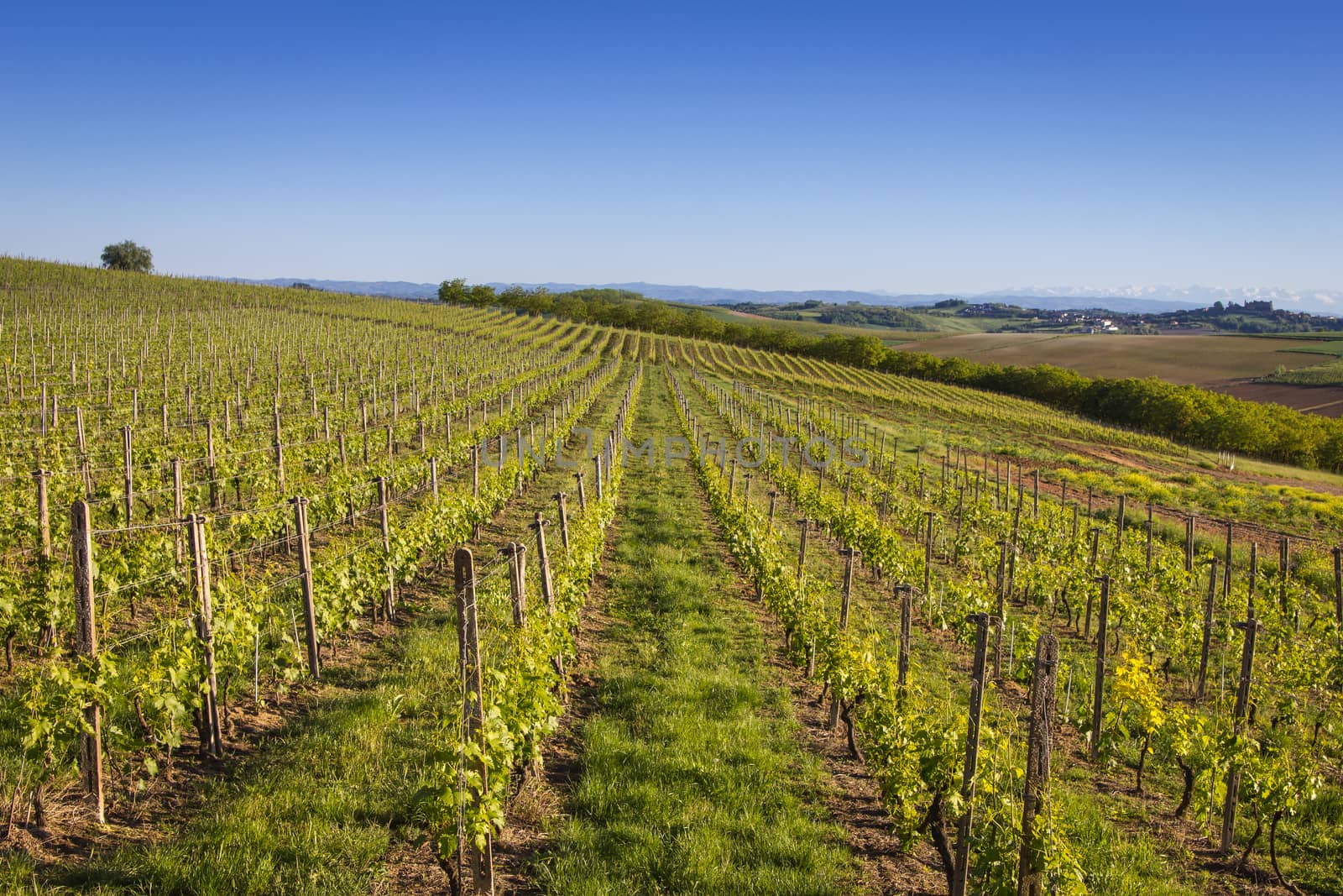 Wine country vineyard in Northern Italy by huntz