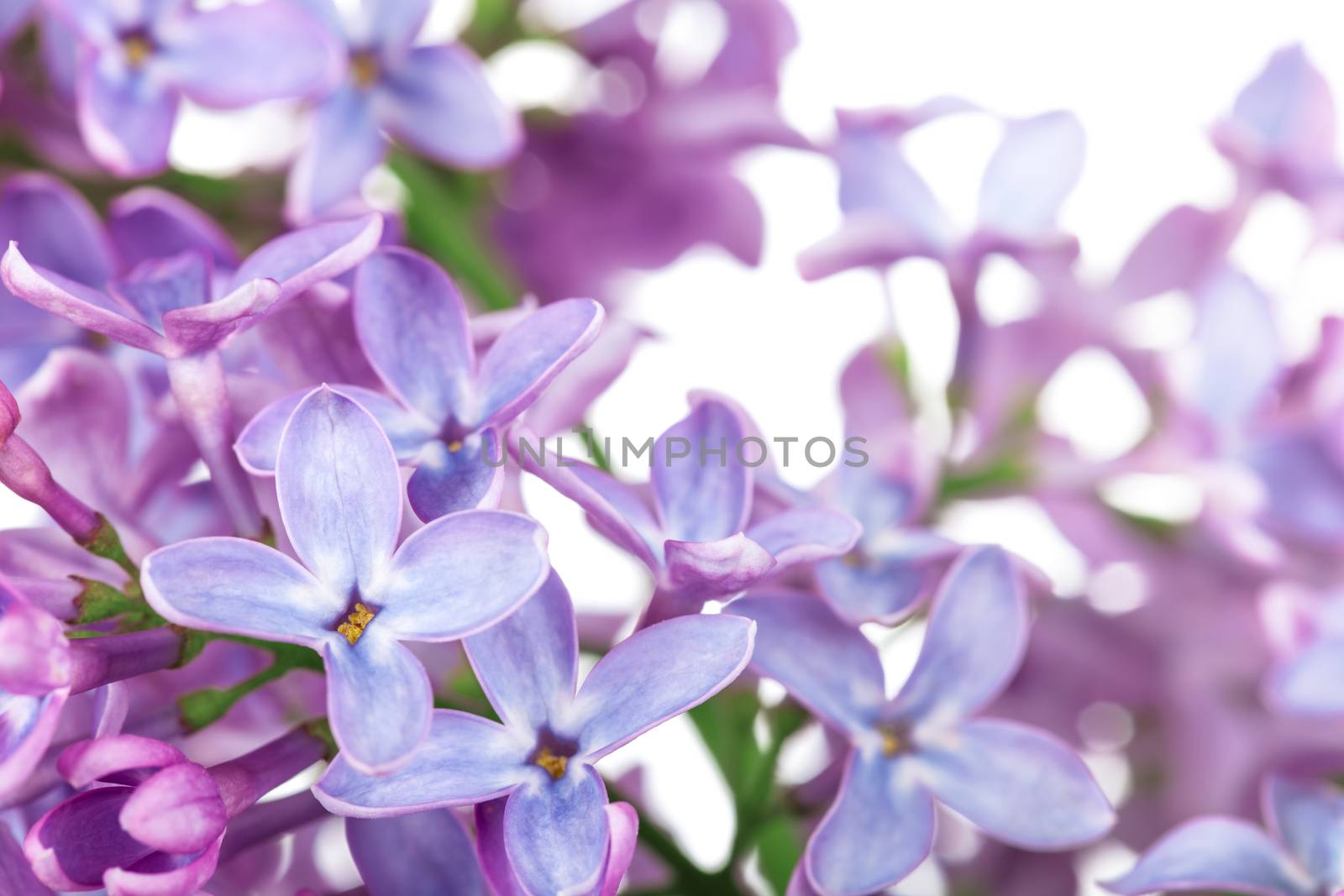 Lilac flower on white background. Syringa vulgaris 