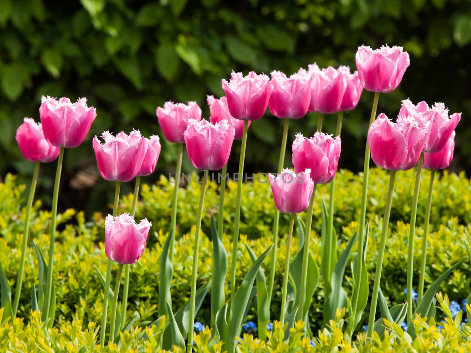 Pink tulips in the fresh green garden