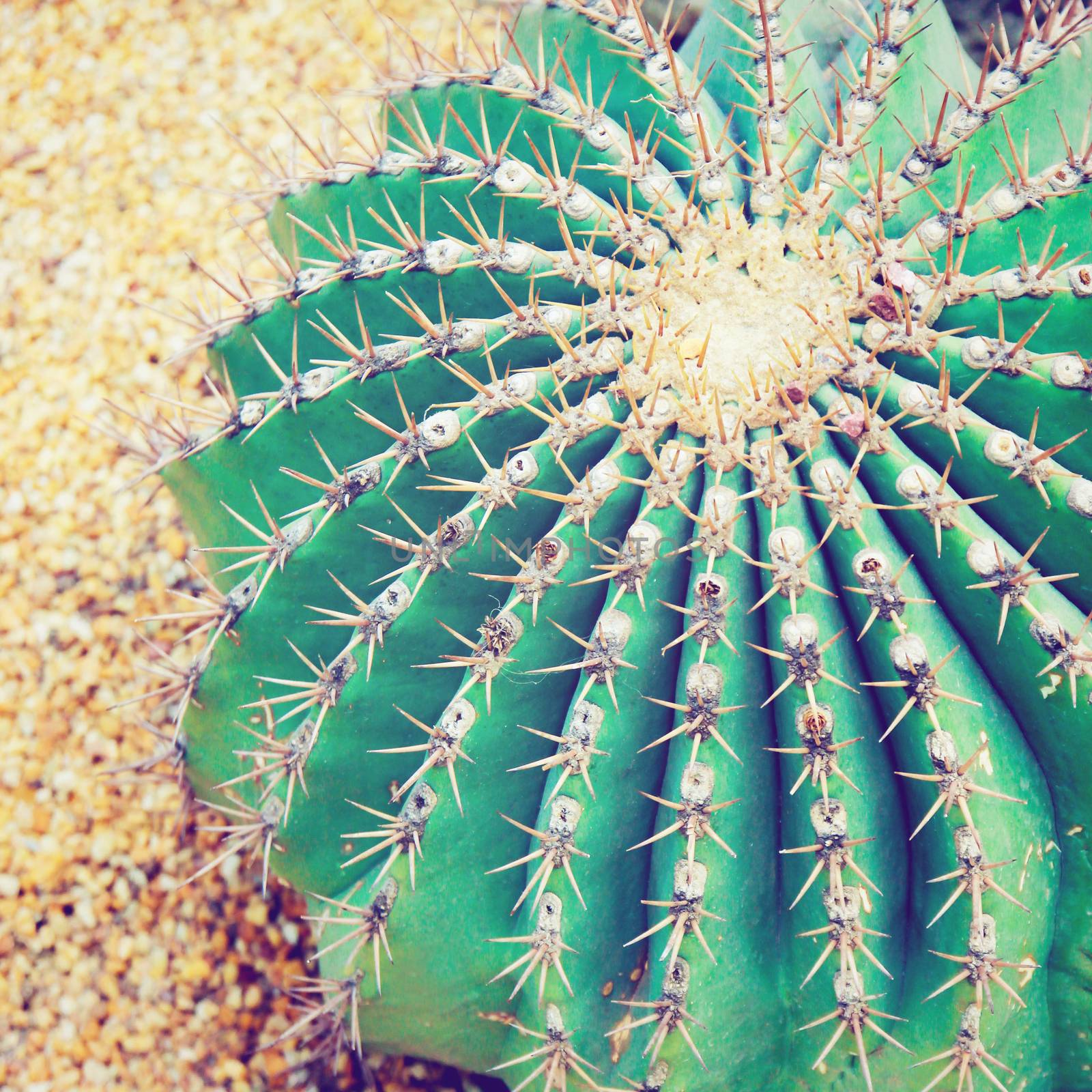 Close up of cactus in garden with retro filter effect by nuchylee