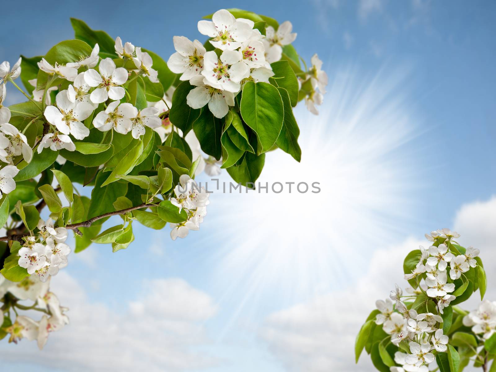 blossoming branches of Apple trees against the blue sky