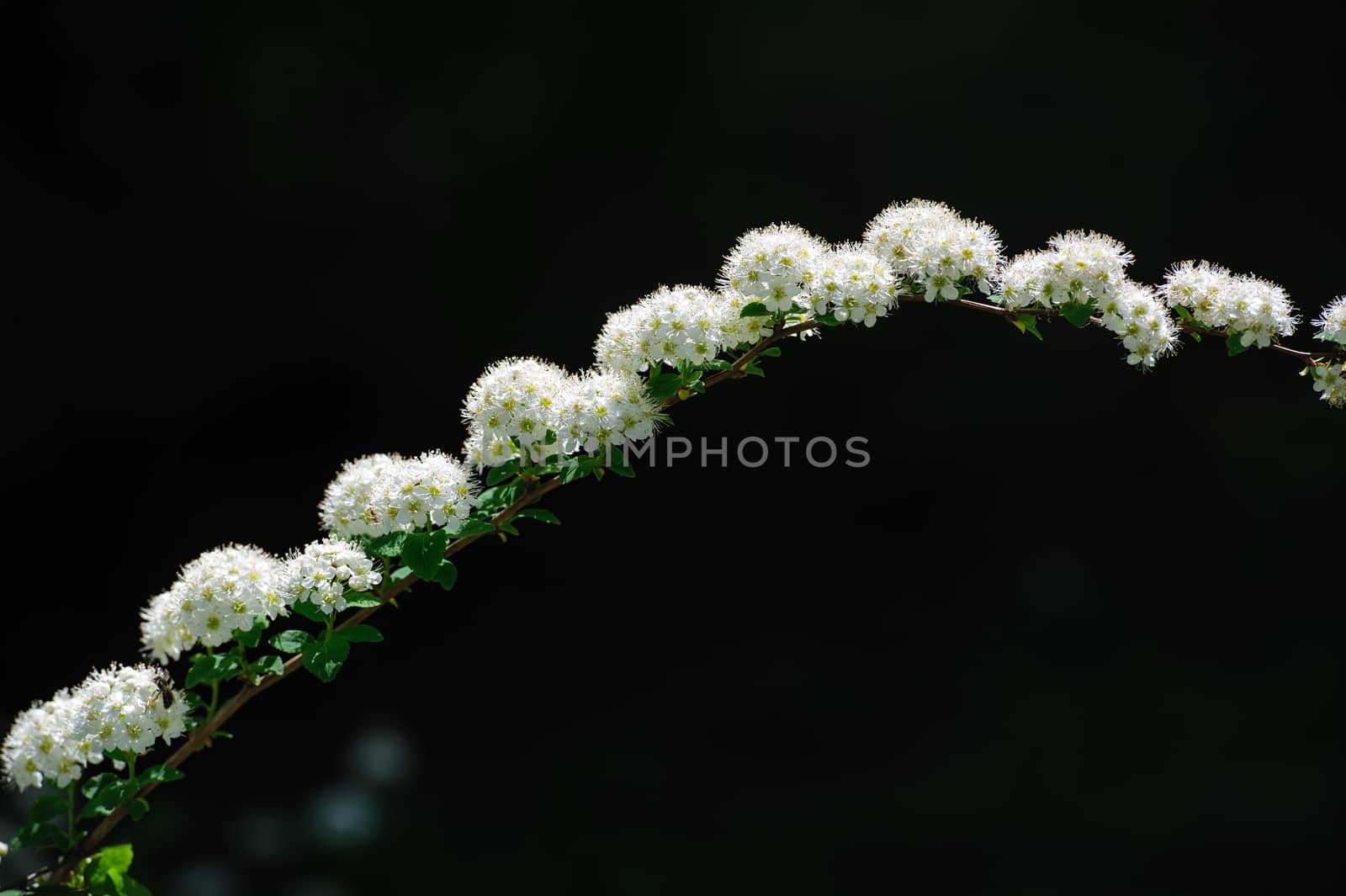 blooming branch arch on dark background