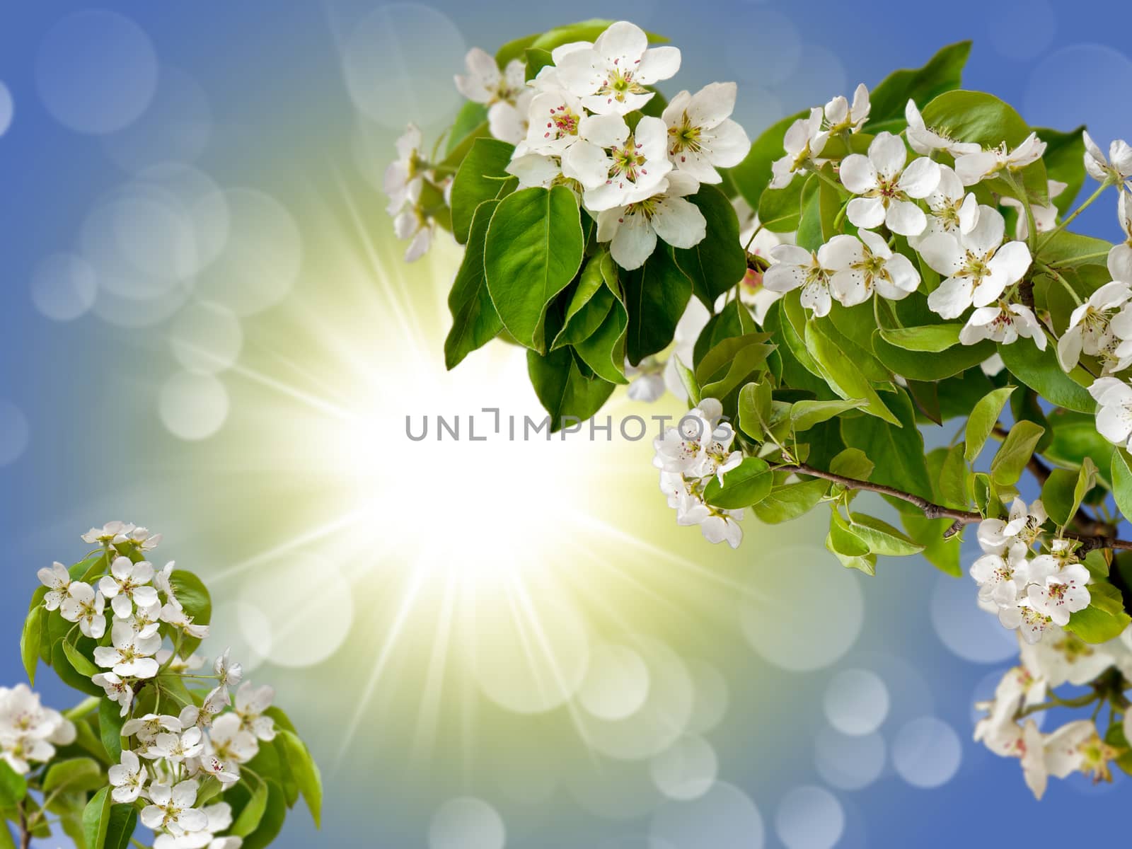 blossoming branches of Apple trees against the blue sky