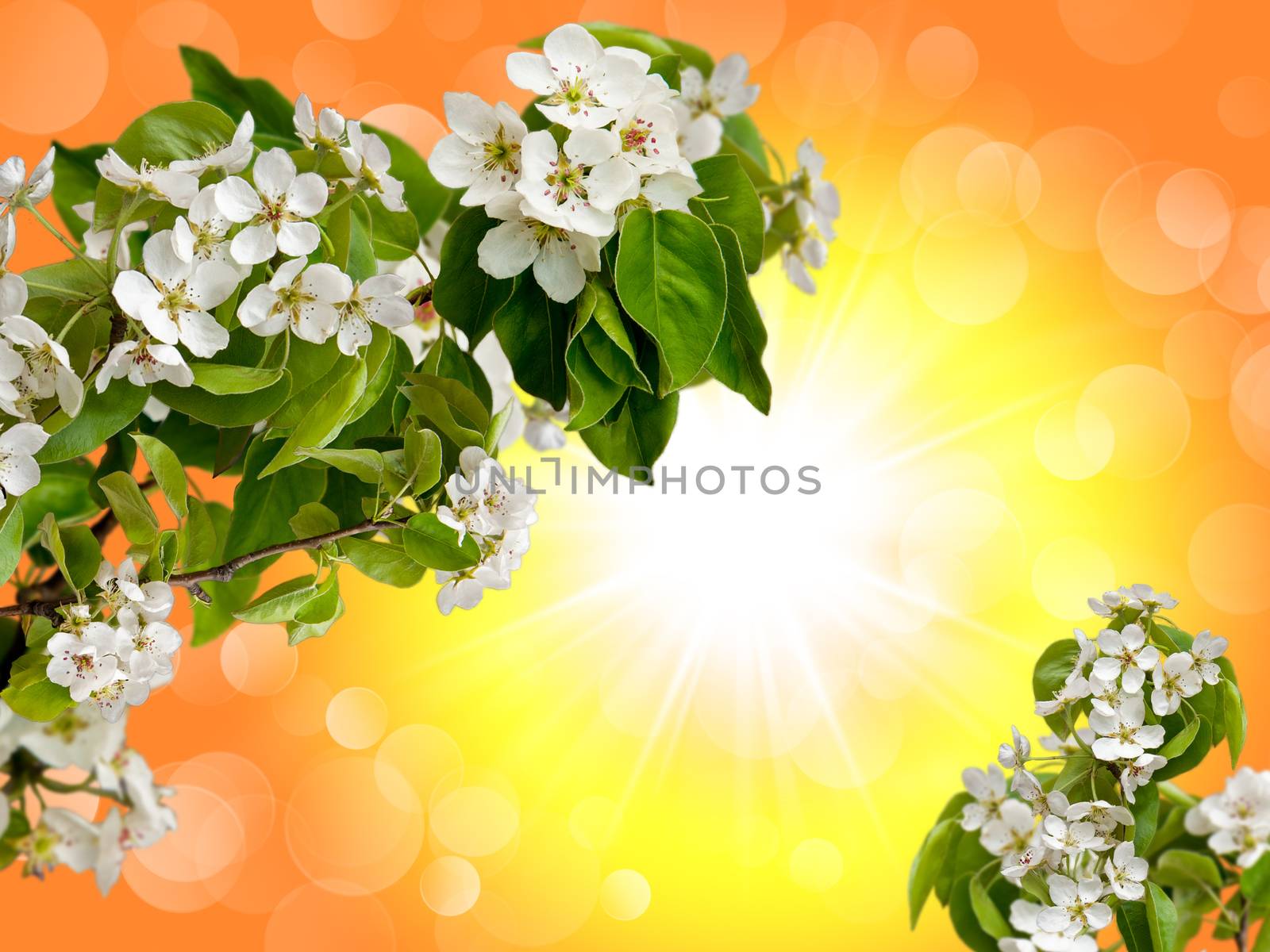 collage of blossoming Apple trees against the sky