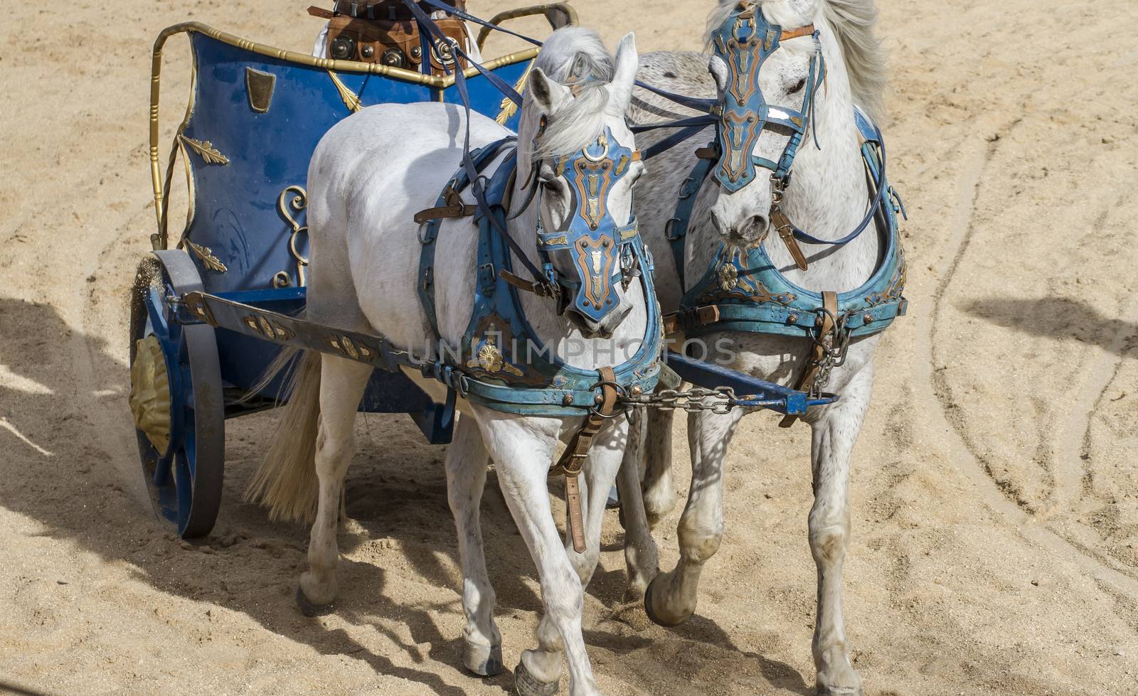 Roman chariot in a fight of gladiators, bloody circus