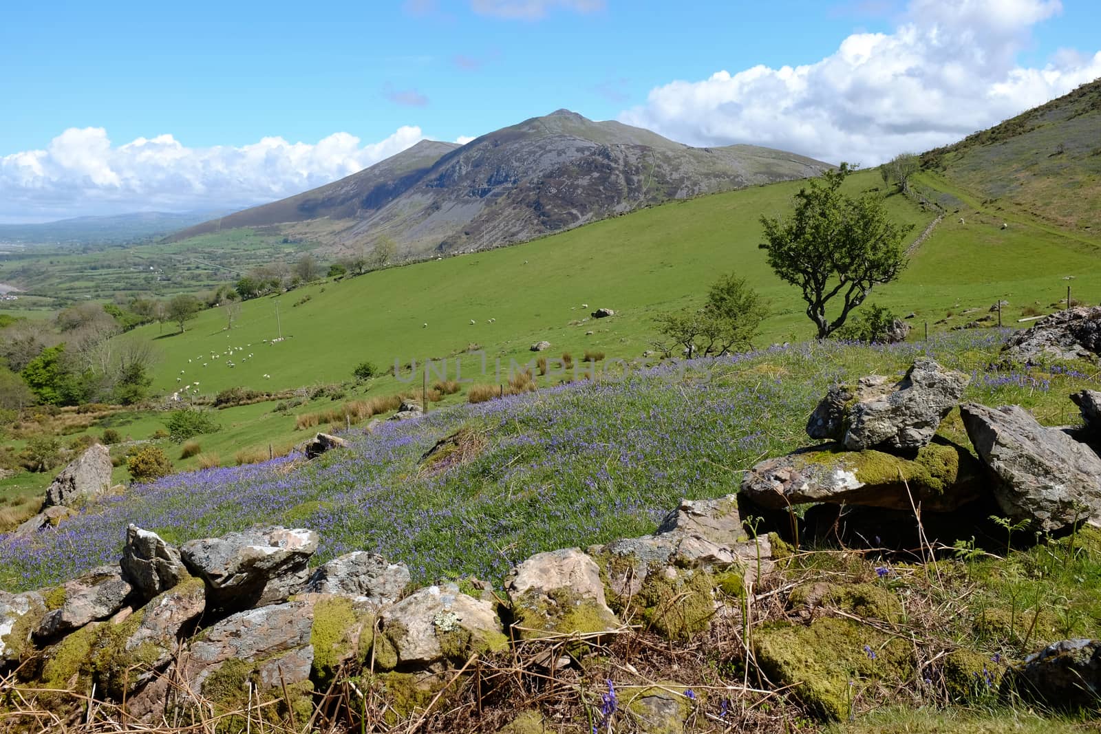 A stone wall and bluebells lead to grazing land with the mountain Gyrn Ddu against a blue sky in the distance. Lleyn peninsular, Wales, UK.
