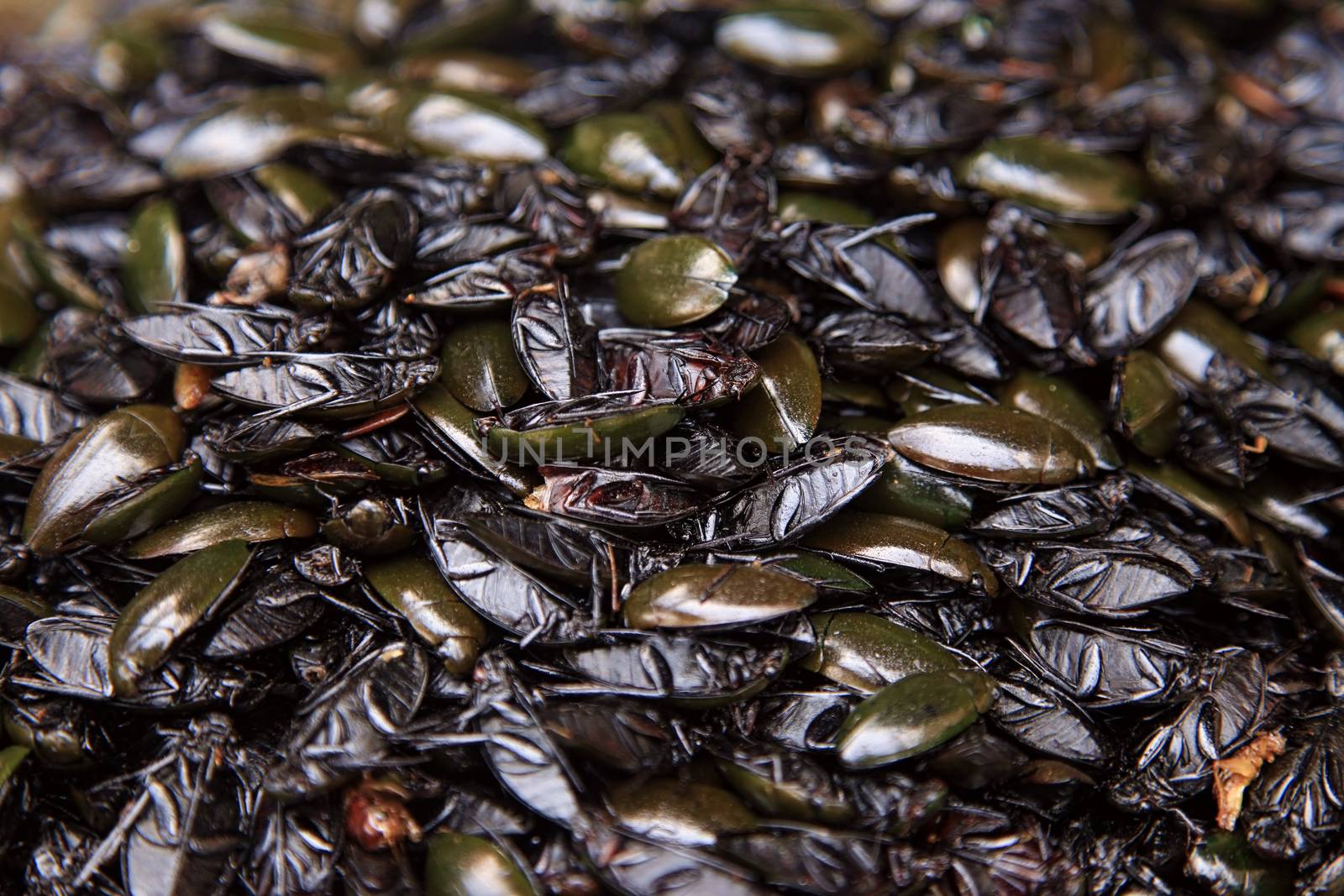 Fried cockroaches - street food of Cambodia
