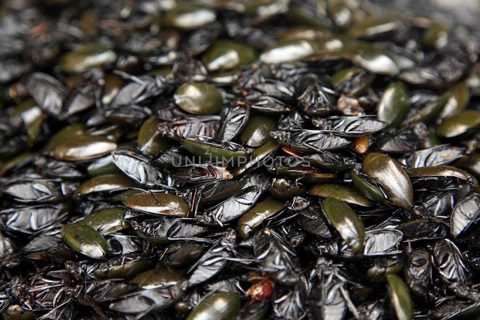 Fried cockroaches - street food of Cambodia