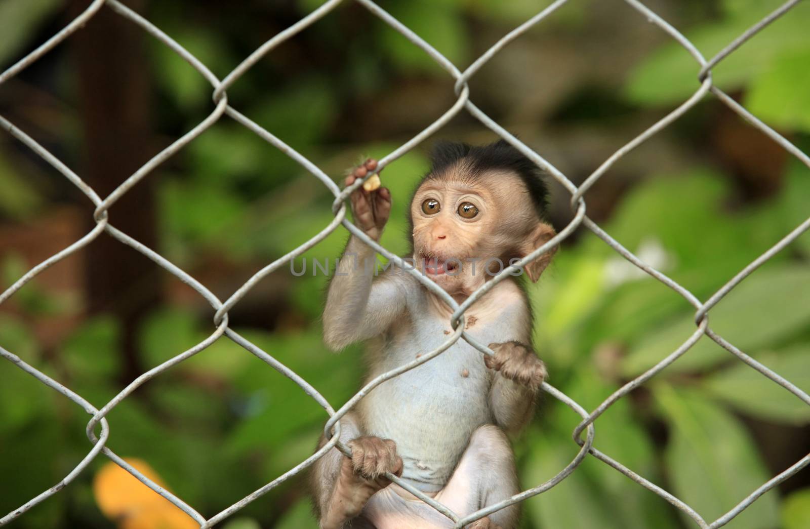 The child of monkeys. Cambodia