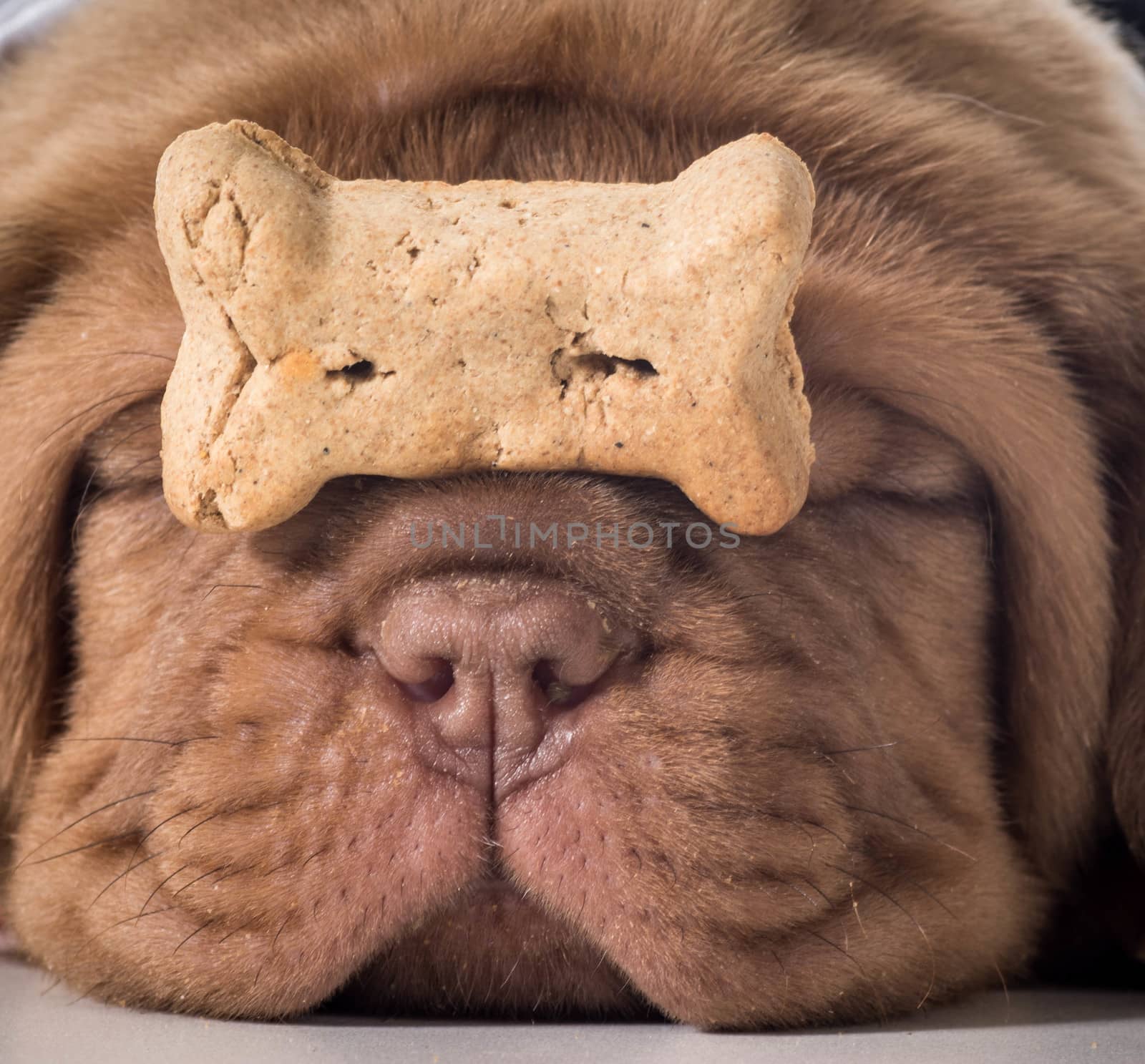 dog with a bone - dogue de bordeaux puppy with a dog buscuit on her nose
