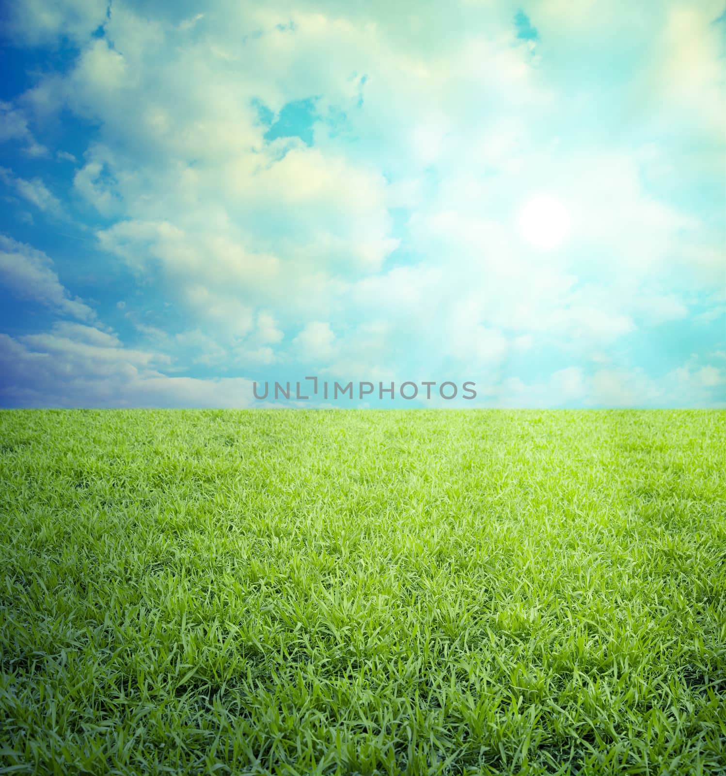 Field of grass,blue sky by anelina