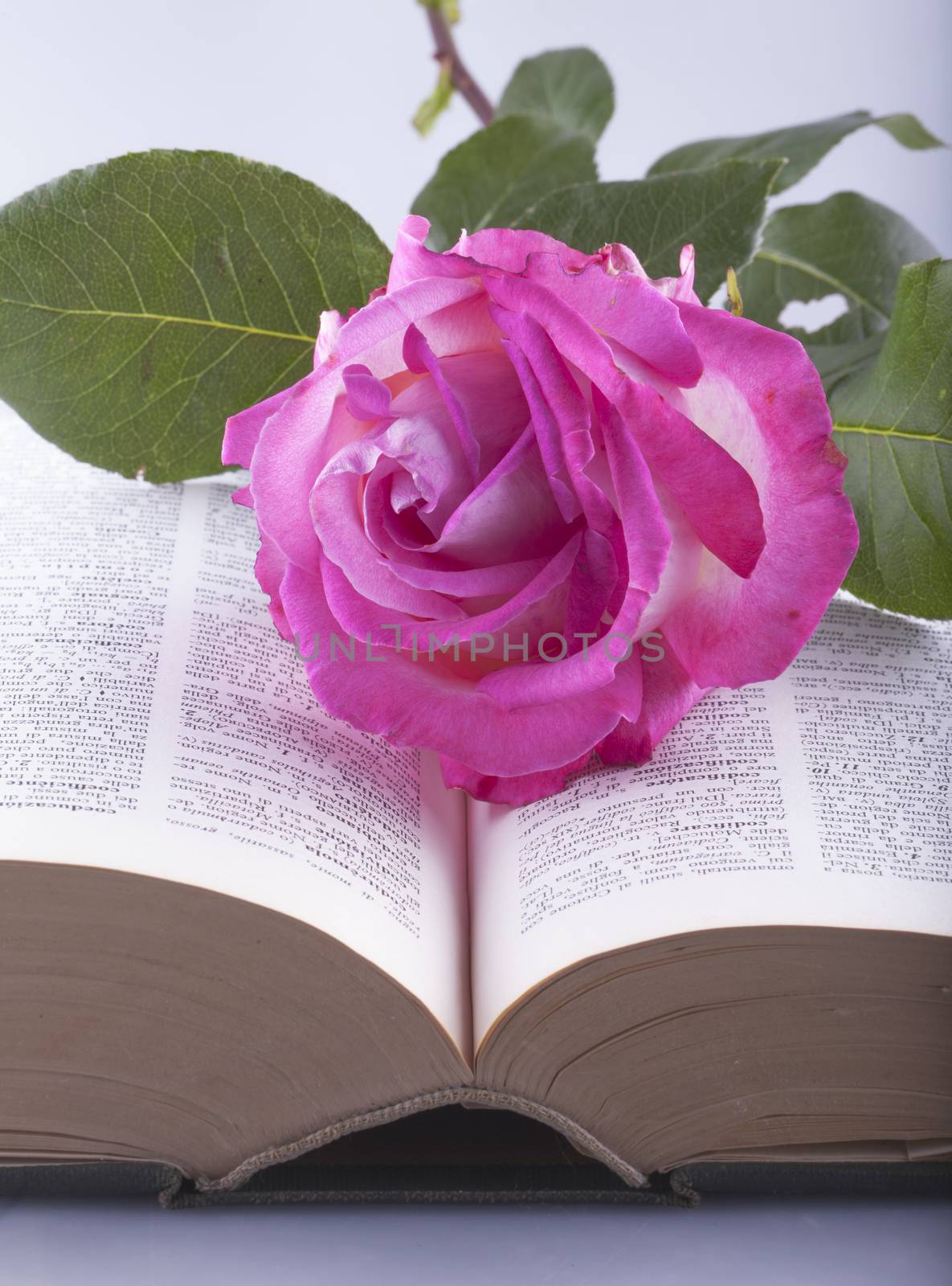 Rose over book by Koufax73