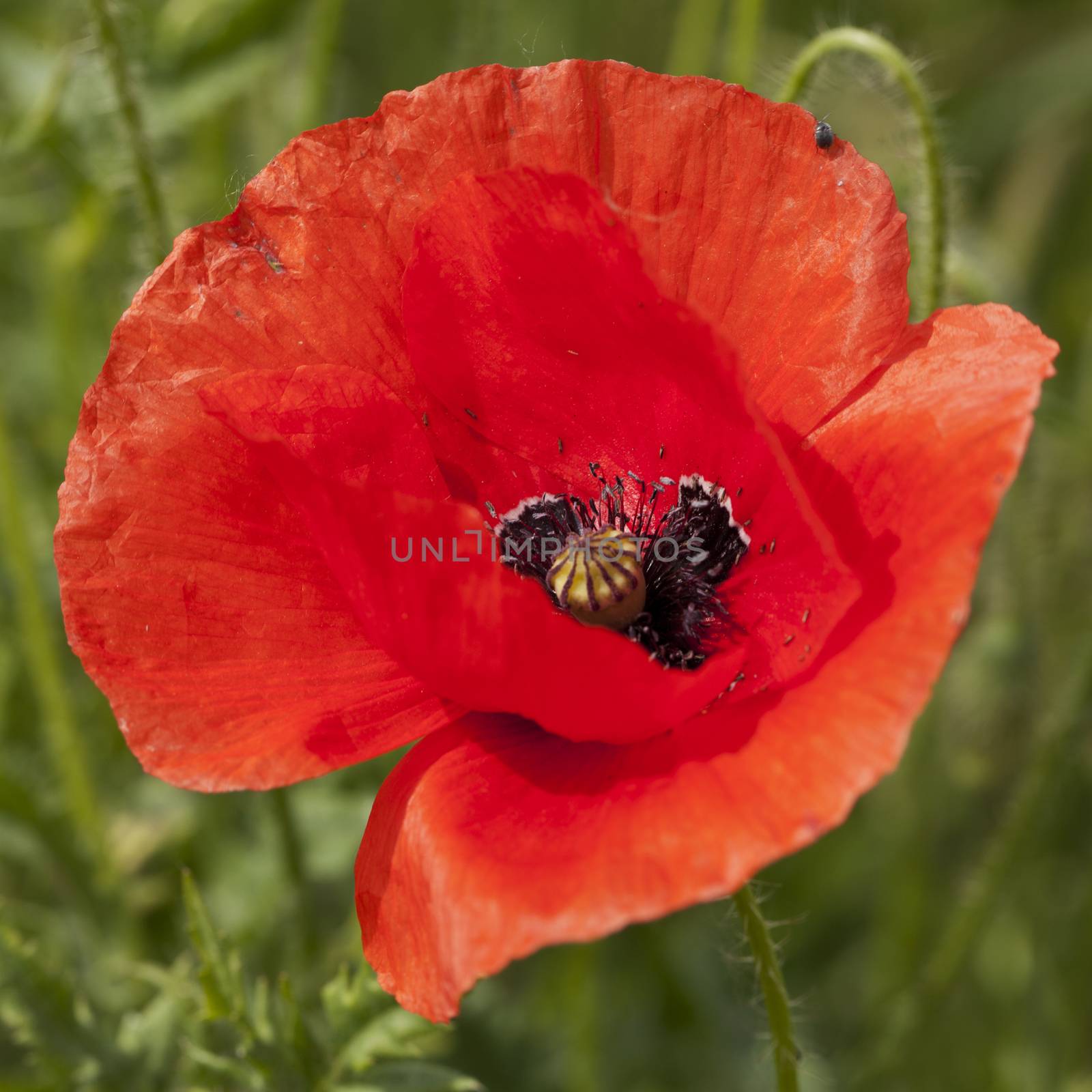 Red poppy in a grass field, close up