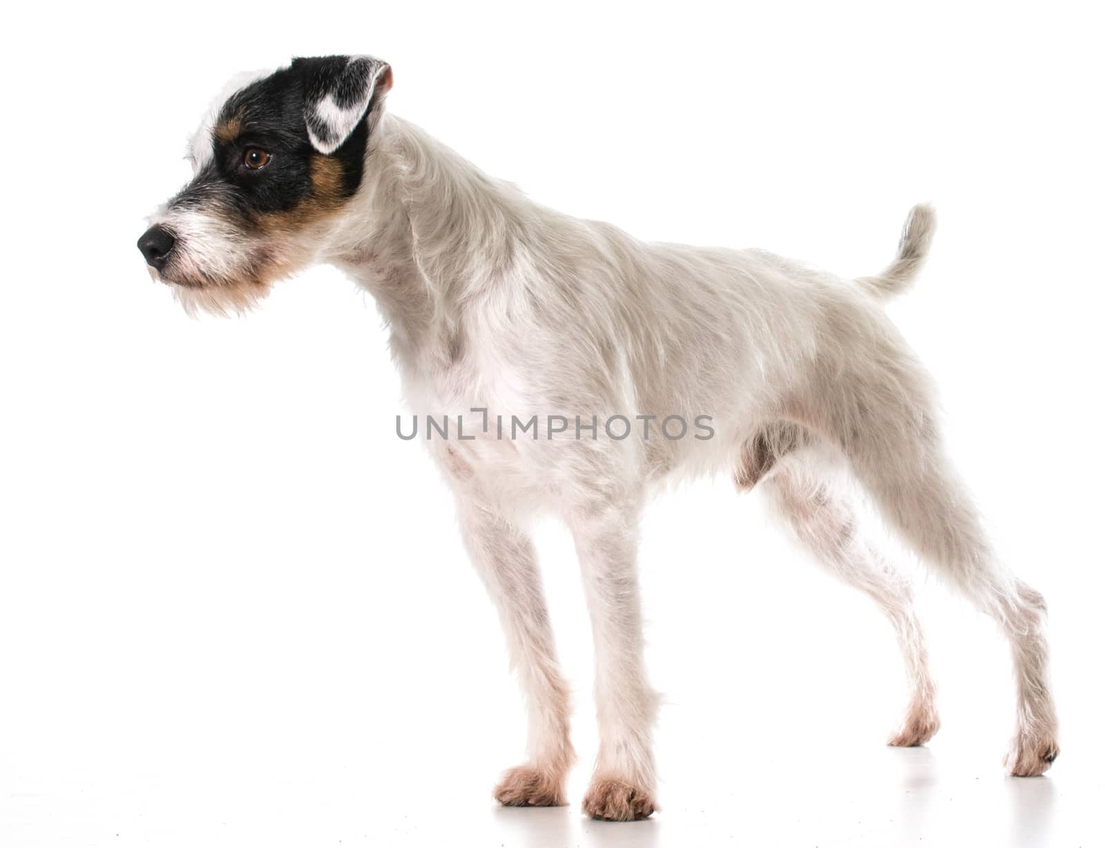 jack russel terrier by willeecole123