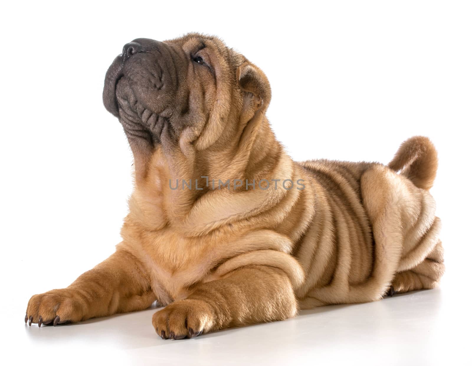 cute puppy laying down isolated on white background
